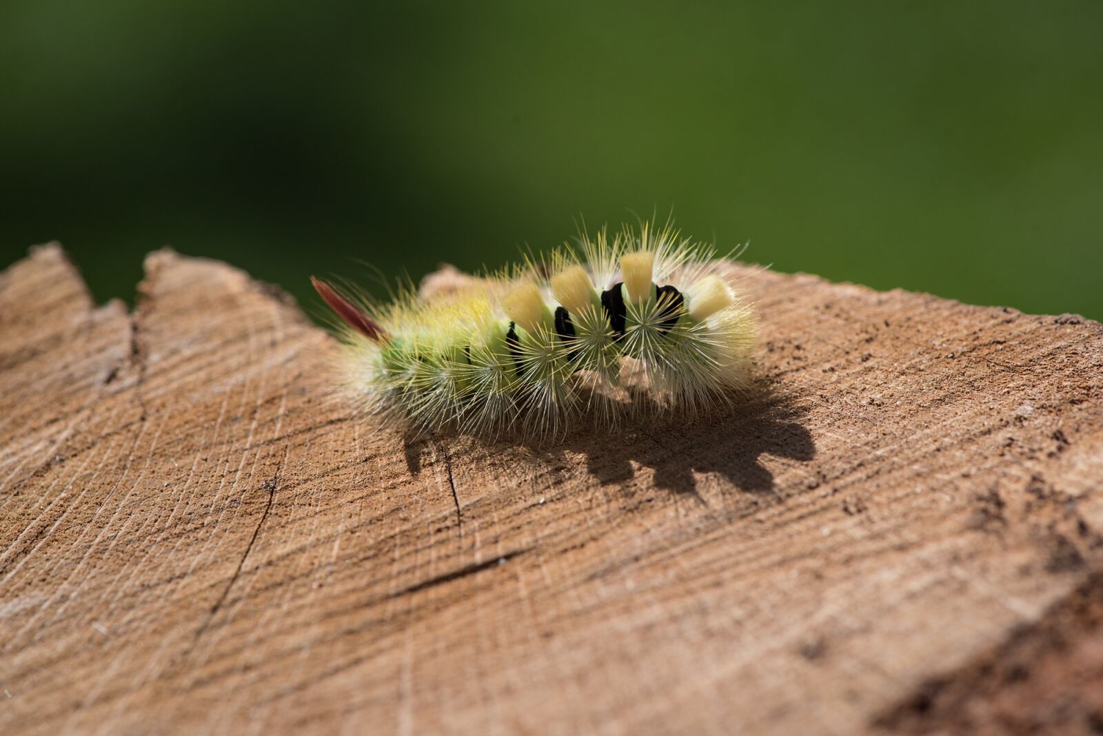 Nikon D750 sample photo. Caterpillar, green, green caterpillar photography