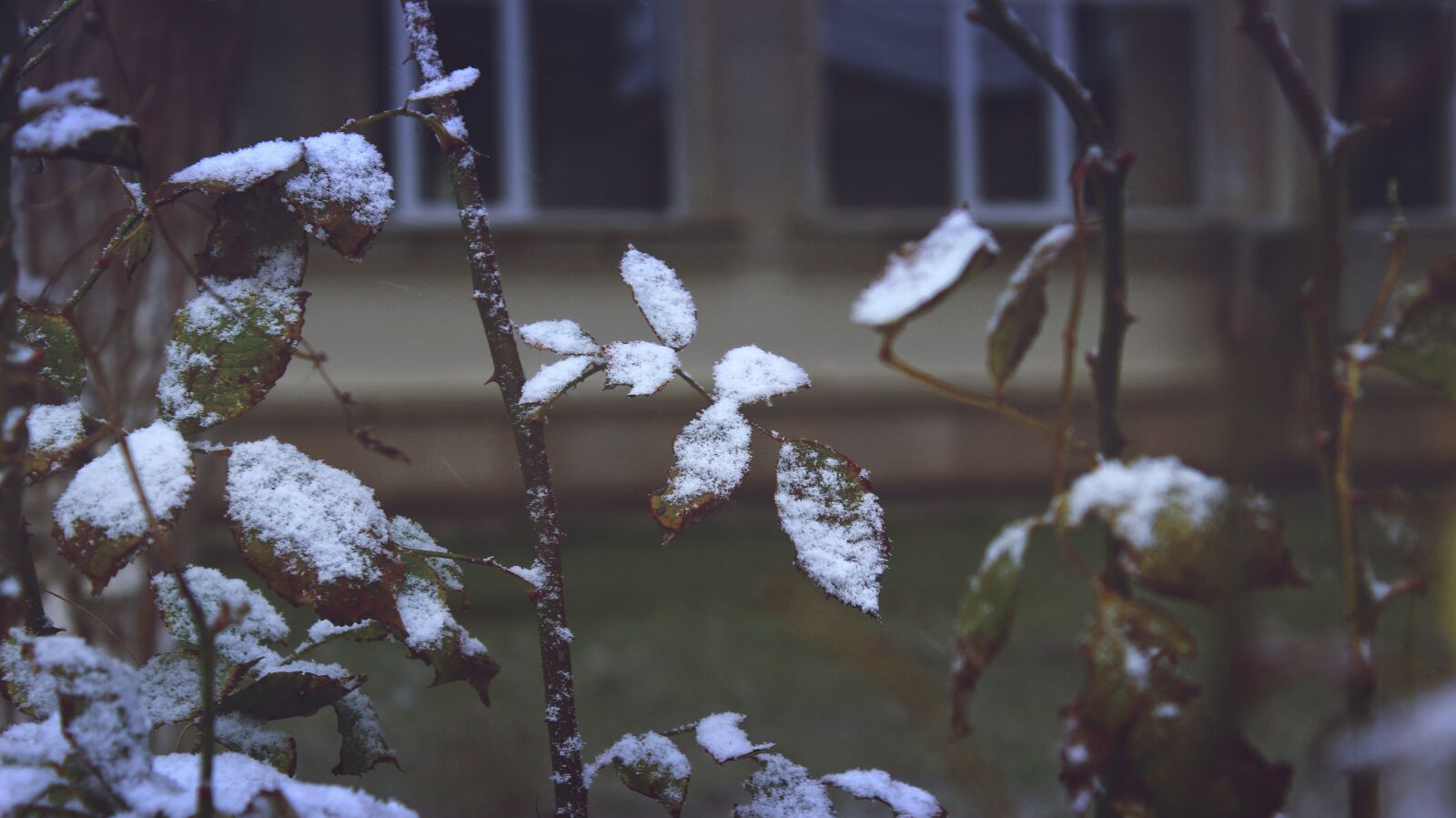 Canon EOS 600D (Rebel EOS T3i / EOS Kiss X5) sample photo. Plant, leaves, nature photography