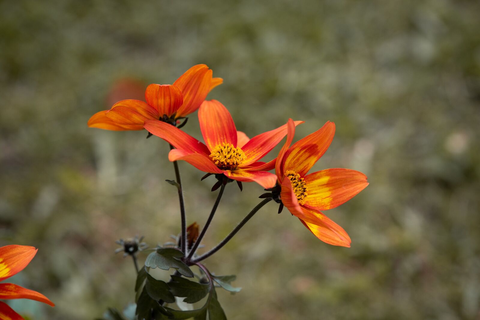 Nikon D750 sample photo. Flowers, orange, garden photography