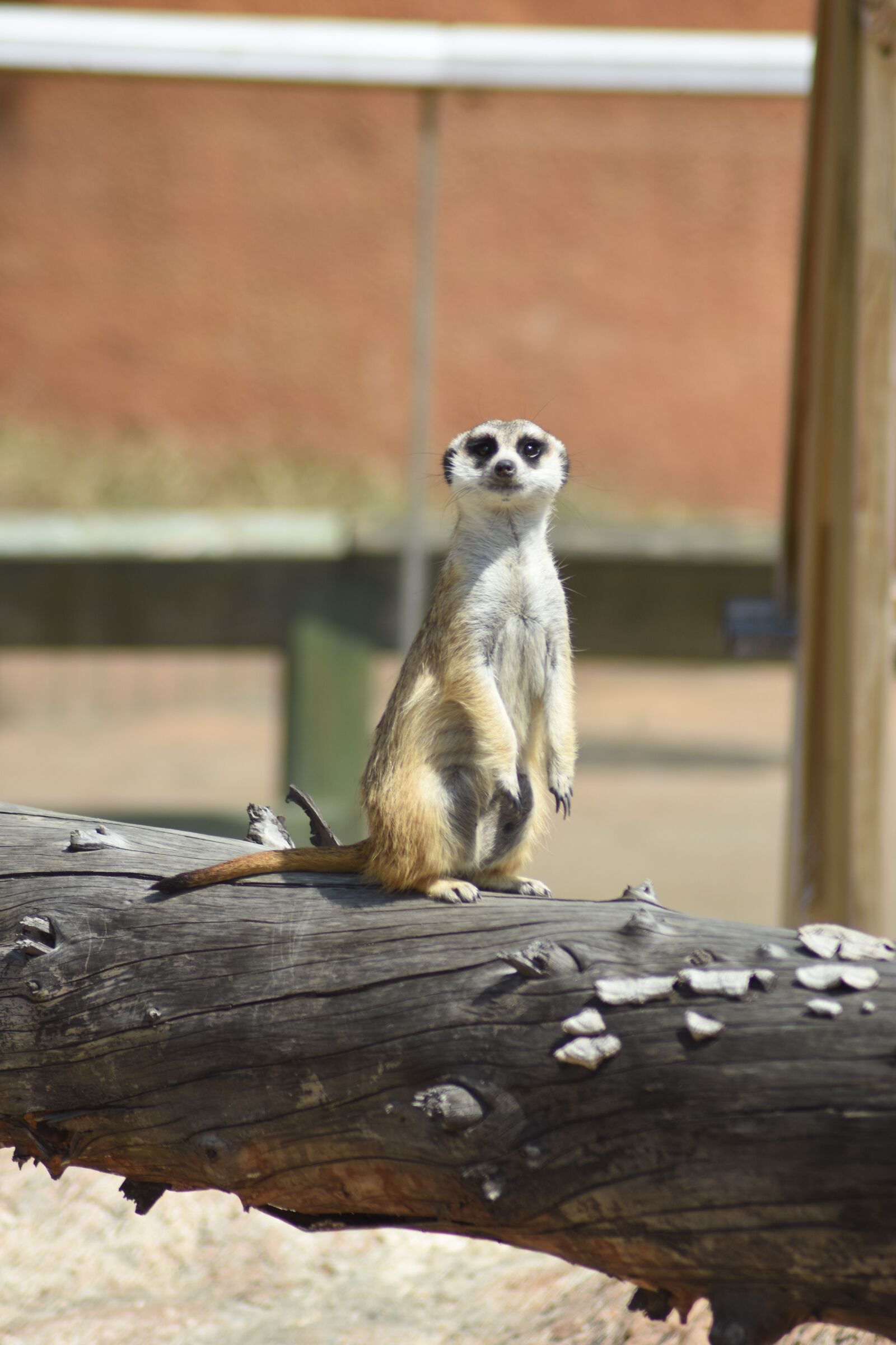 Nikon D7200 sample photo. Animal, zoo, cute photography