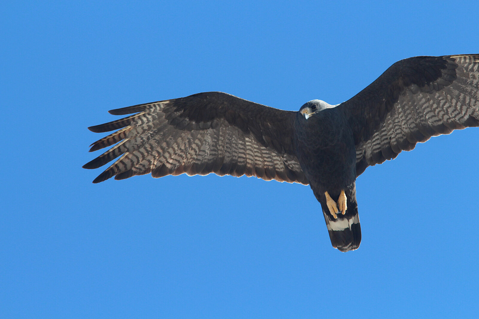 Canon EF 300mm F4L IS USM sample photo