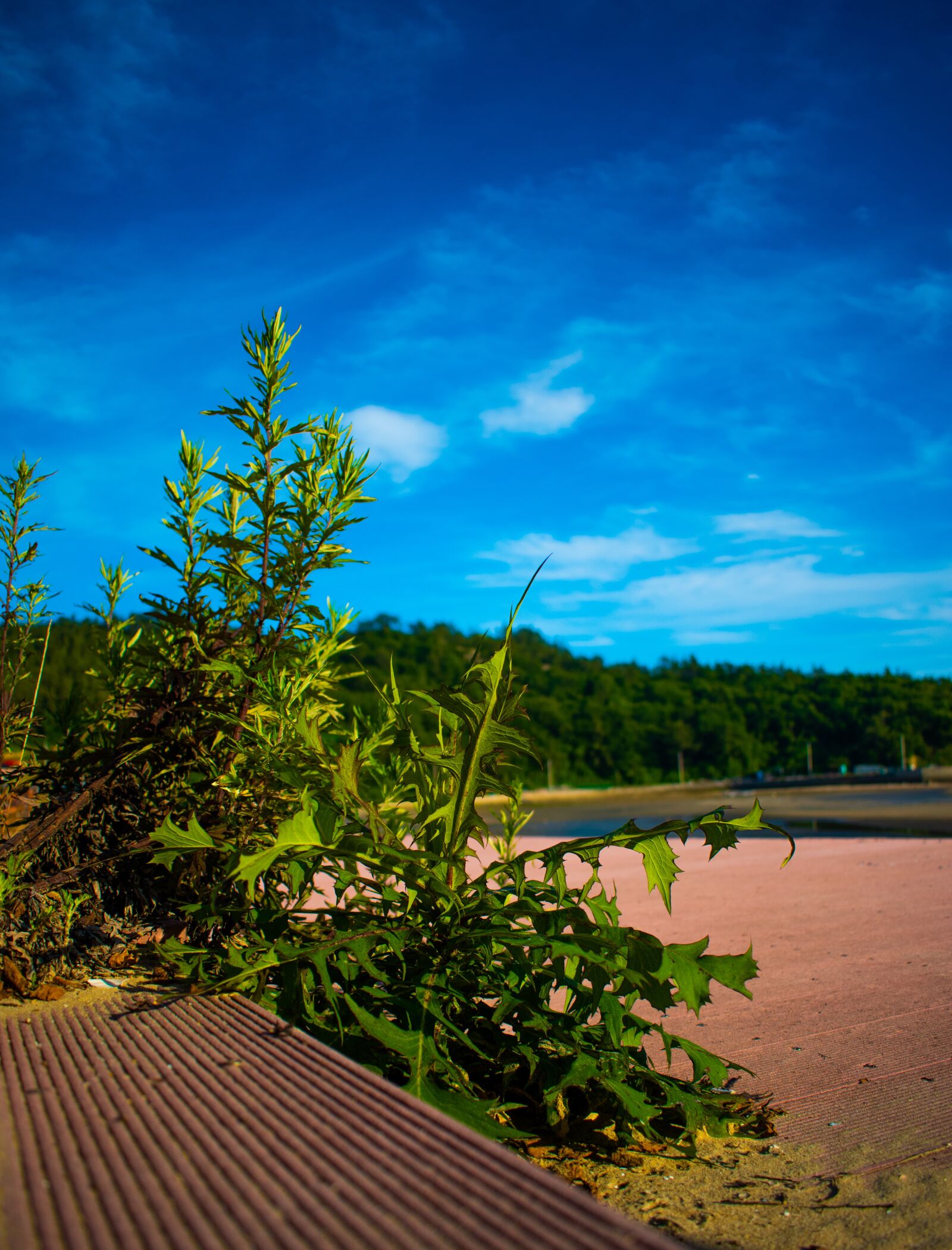Nikon D5600 sample photo. Natural, beauty, light photography