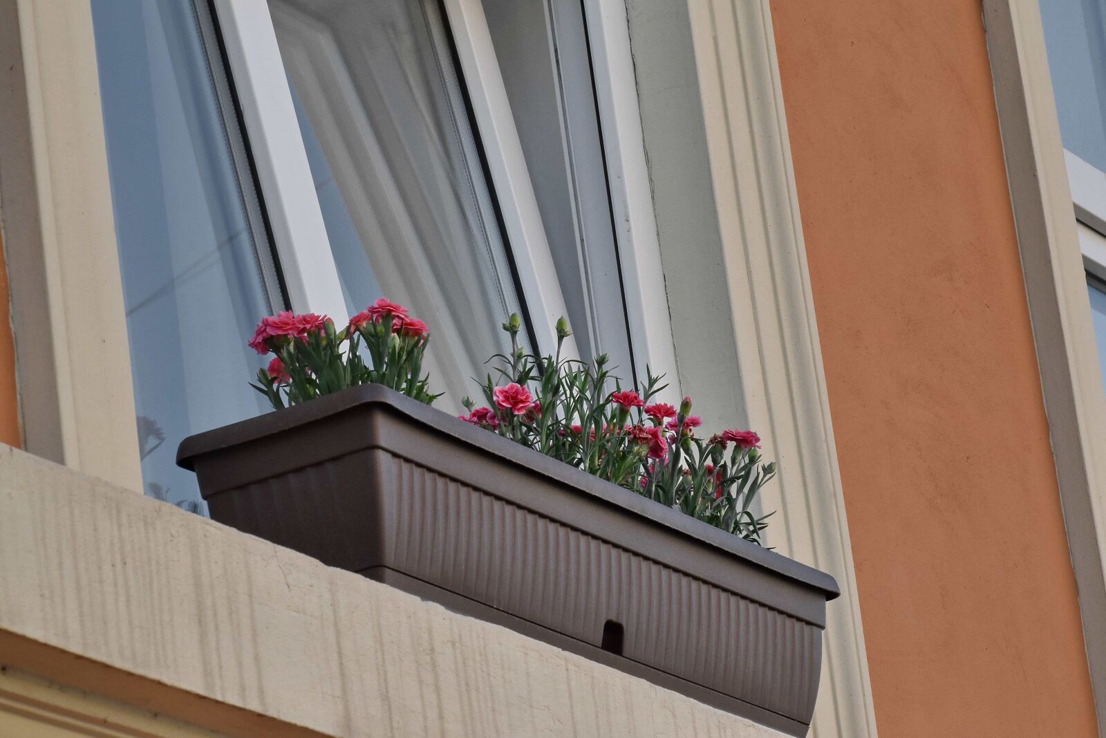 Nikon D5500 sample photo. Carnation, flowerpot, urban area photography