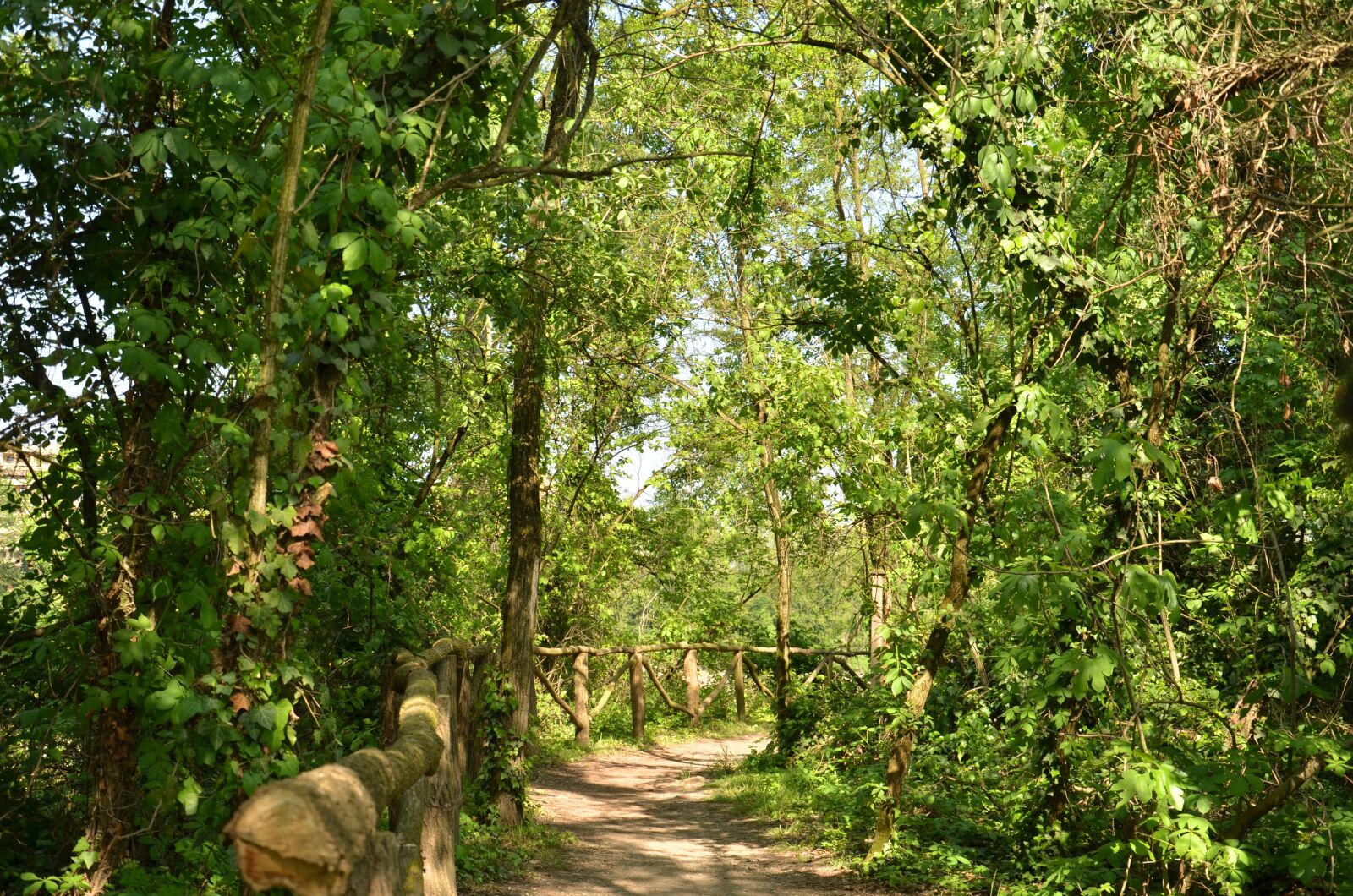 Nikon D7000 sample photo. Tree, nature, flora photography