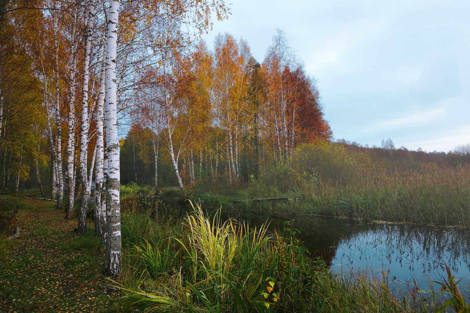 Canon EF 24-105mm F4L IS USM sample photo. Autumn, nature, forest photography