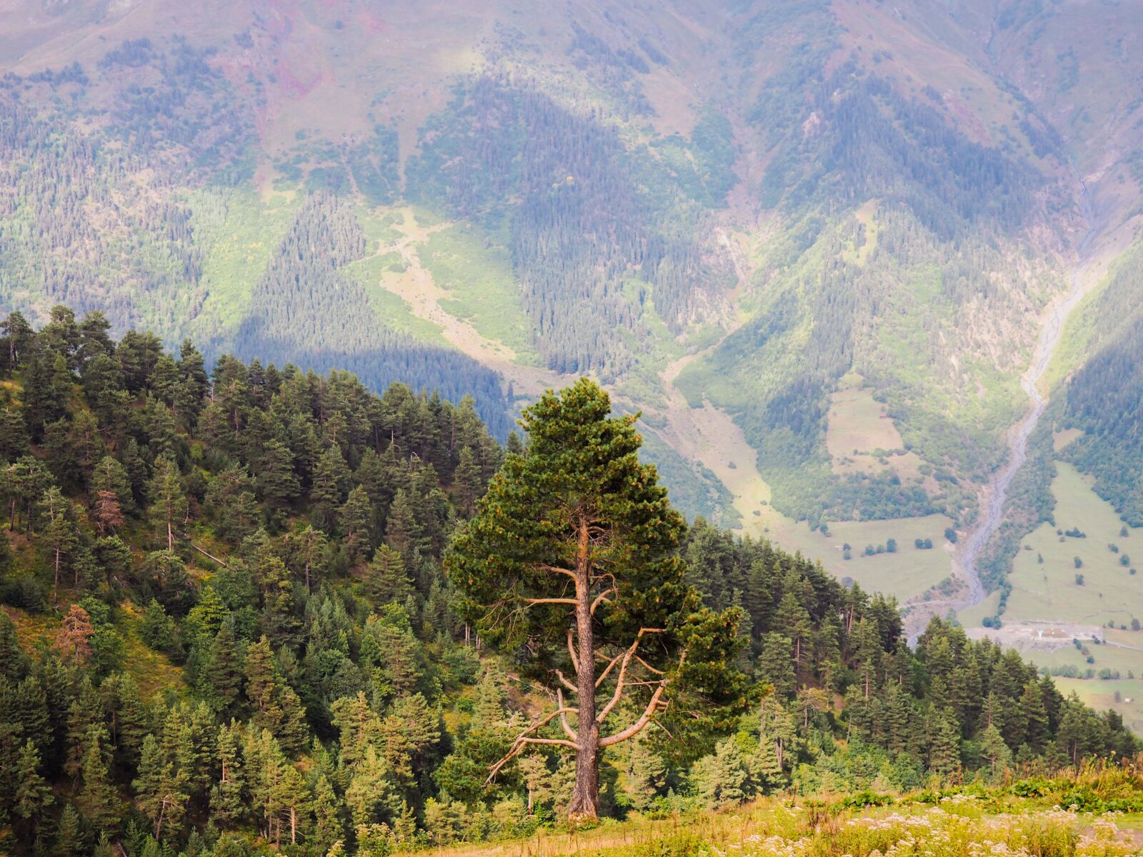 Olympus PEN E-PL7 sample photo. Lonely tree, slope, mountains photography