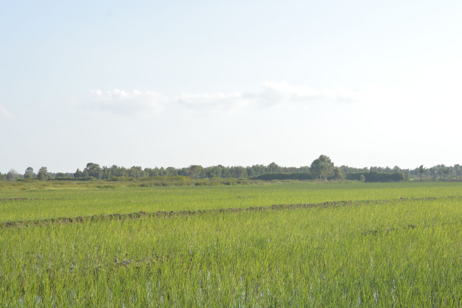 Nikon D5200 sample photo. Nature, grass, green photography