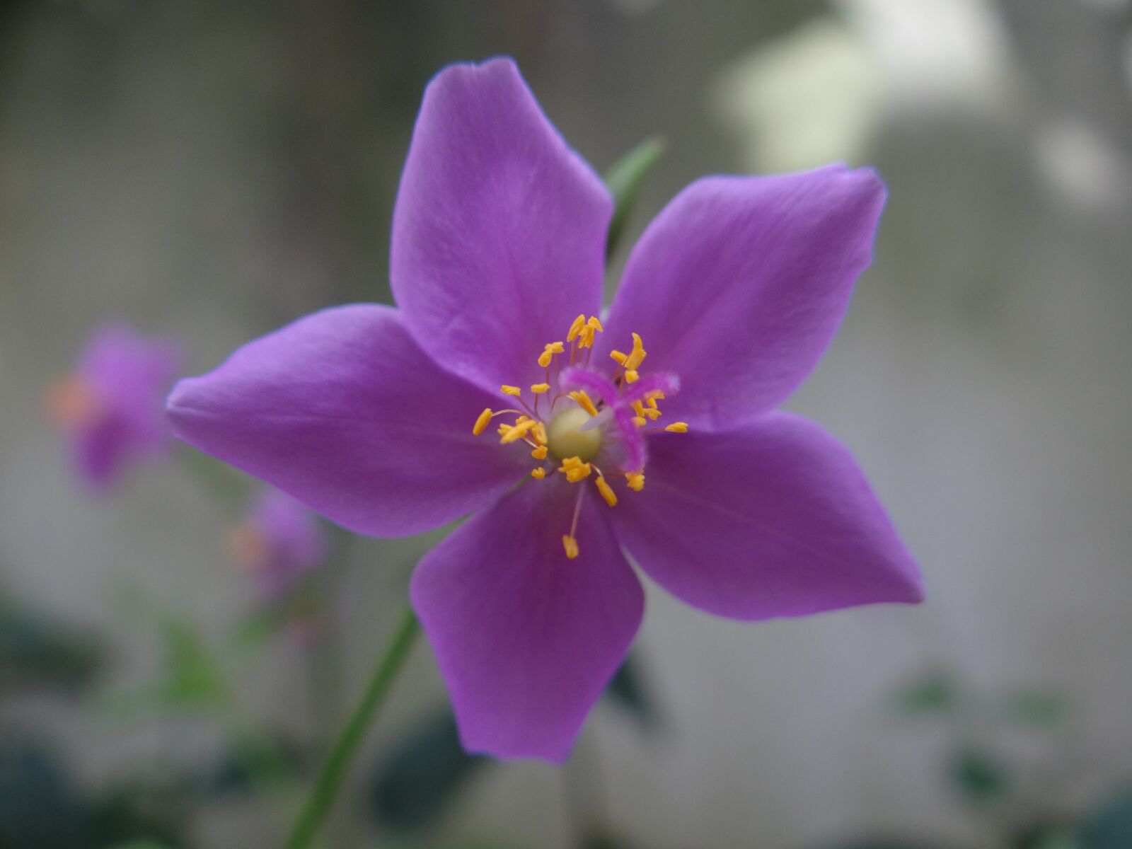 Sony DSC-HX200V sample photo. Flower, lilac, nature photography