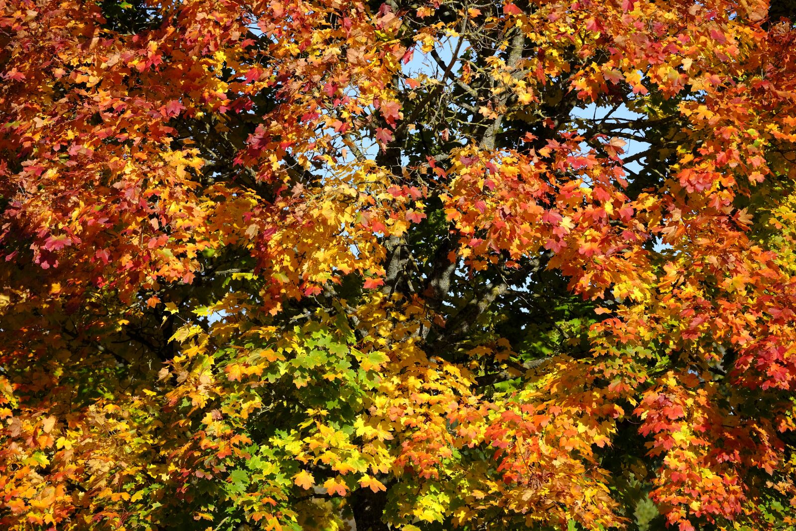 Fujifilm XF 50-140mm F2.8 R LM OIS WR sample photo. Autumn, leaves, fall foliage photography