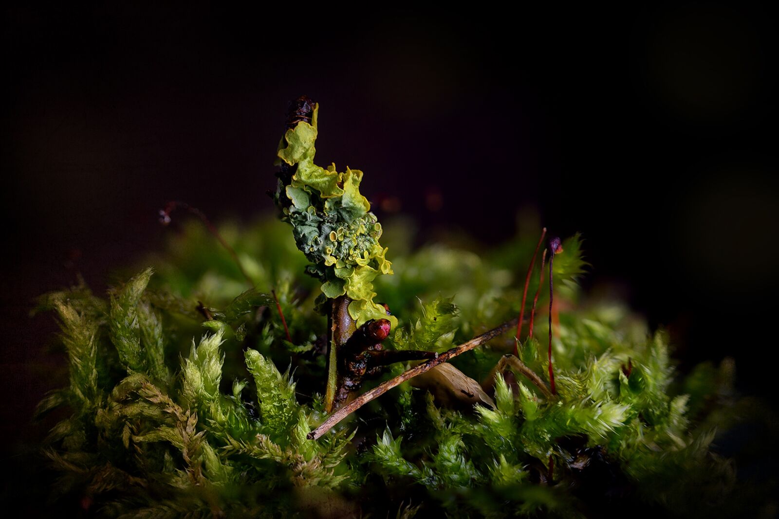 Nikon D5300 sample photo. Nature, sheet, plant photography