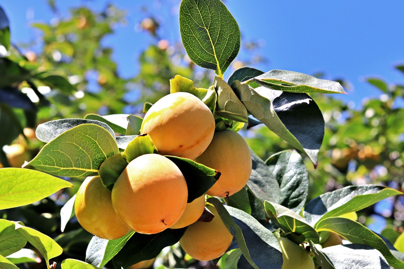 Canon EOS 200D (EOS Rebel SL2 / EOS Kiss X9) sample photo. Apricot, fruit, nature photography