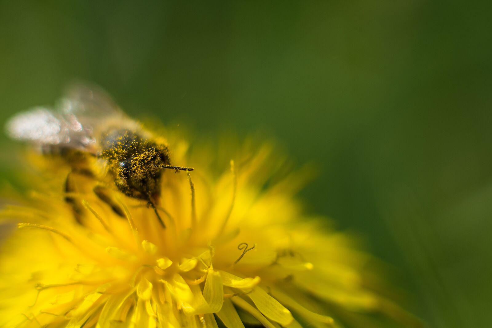 Nikon D7200 sample photo. Bee, dandelion, flower photography