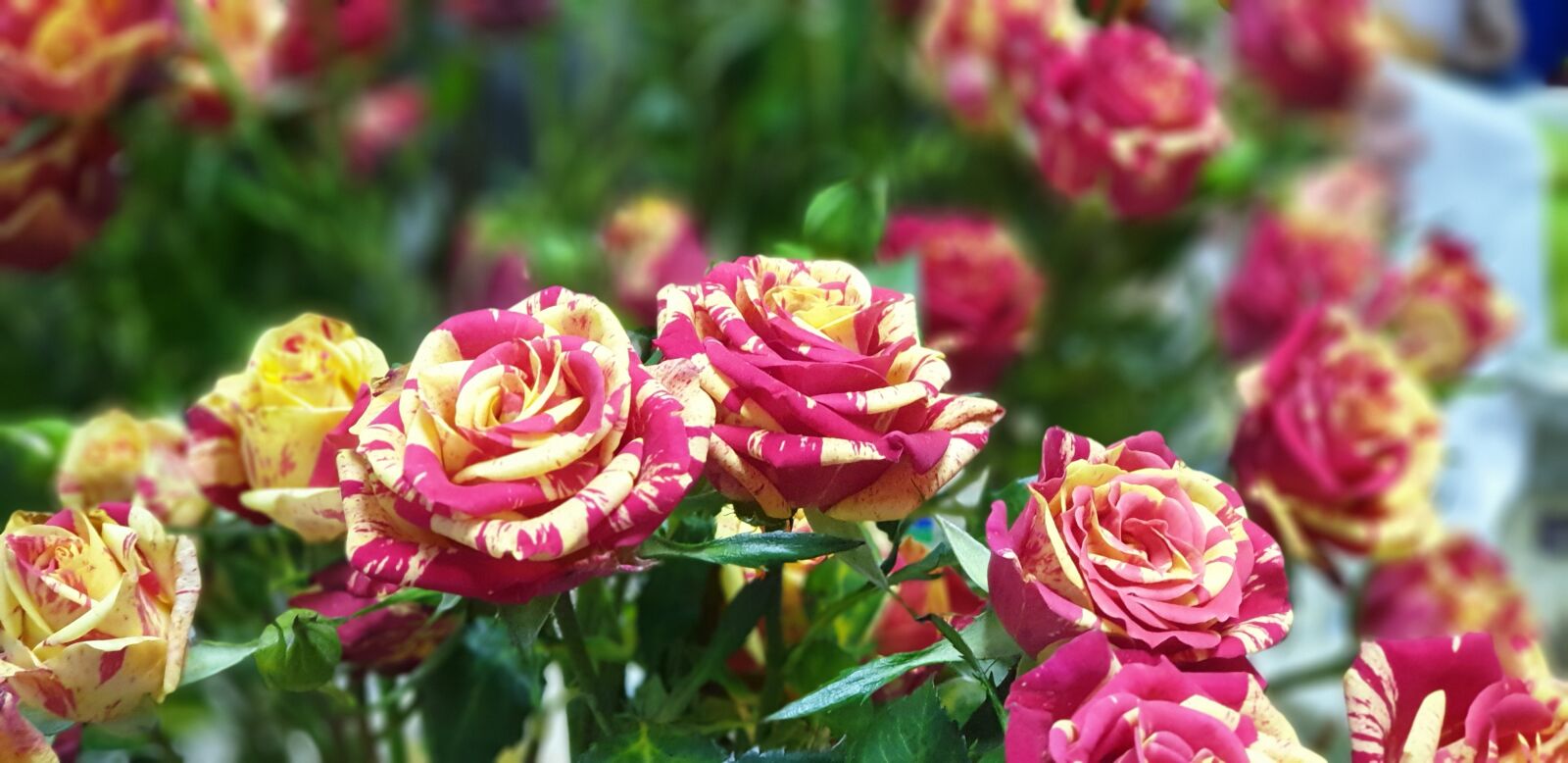 Samsung Galaxy Note9 sample photo. Rose, flower, pink photography