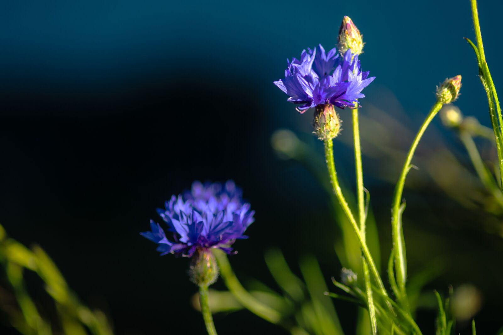 Nikon D850 sample photo. Flowers, affix, nature photography