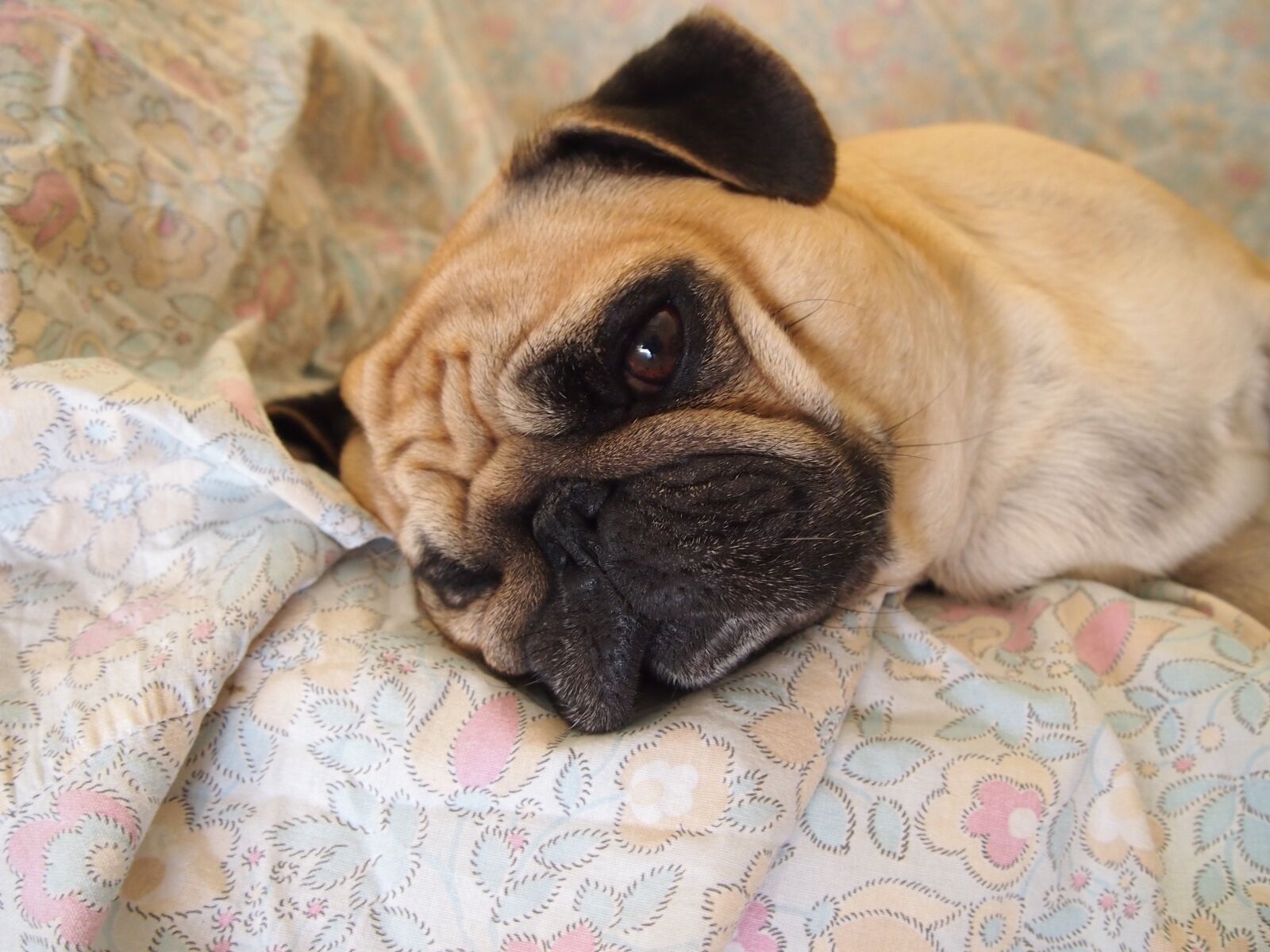 Olympus PEN E-PM1 sample photo. Dog, carlino, relaxes photography
