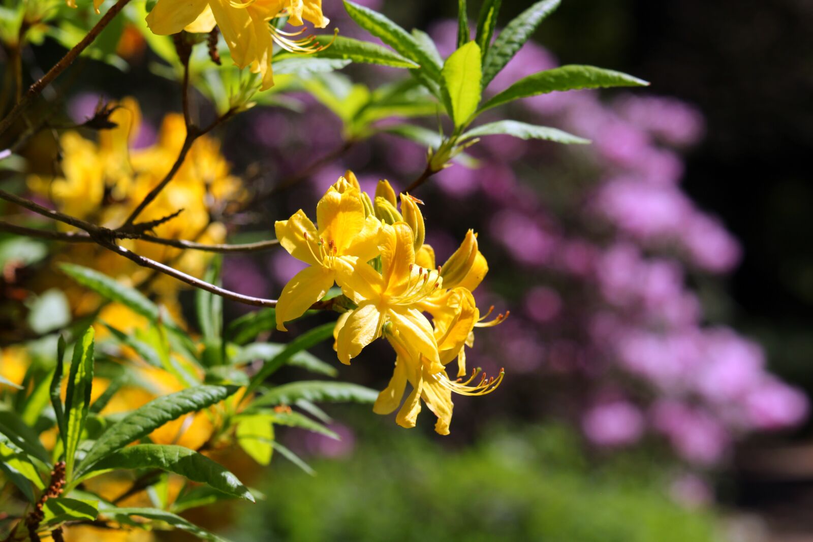 Canon EF-S 55-250mm F4-5.6 IS STM sample photo. Rhododendron, arboretum, park photography