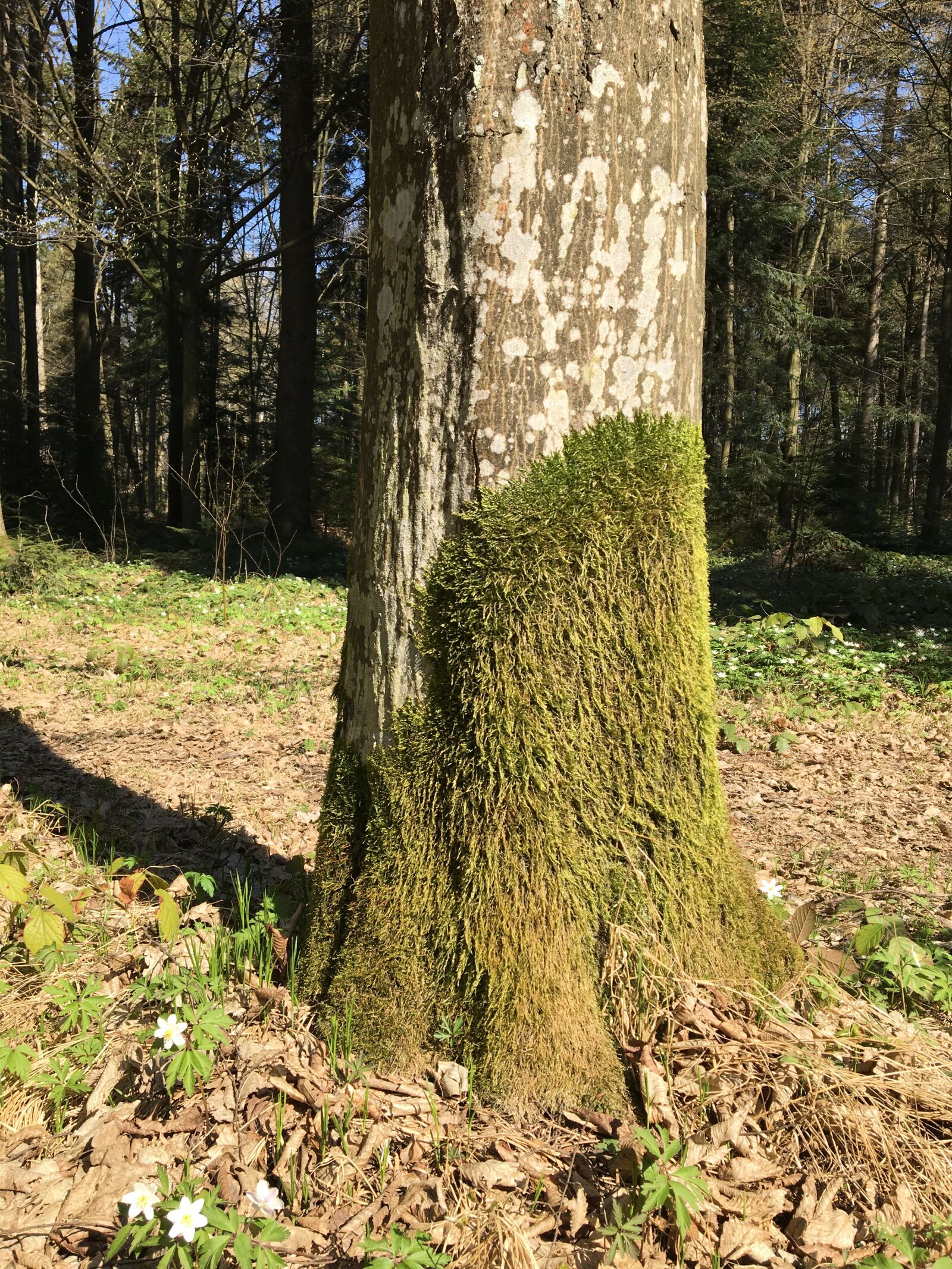 Apple iPhone 6s sample photo. Moss, tree, forest photography