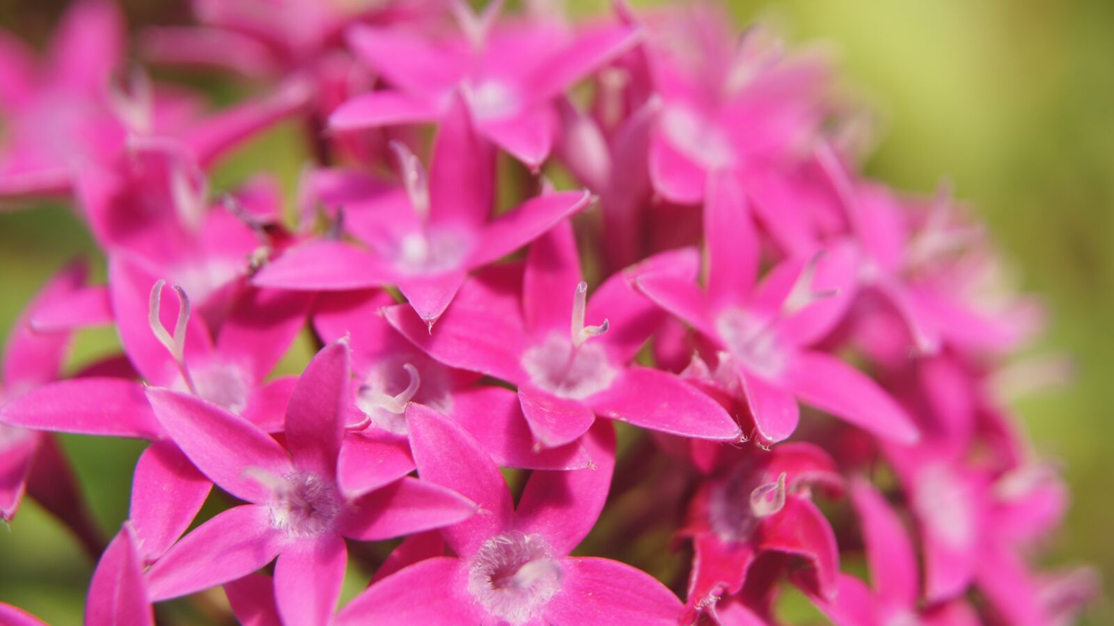 Sony SLT-A55 (SLT-A55V) sample photo. Pentas lanceolata, pink, pink photography