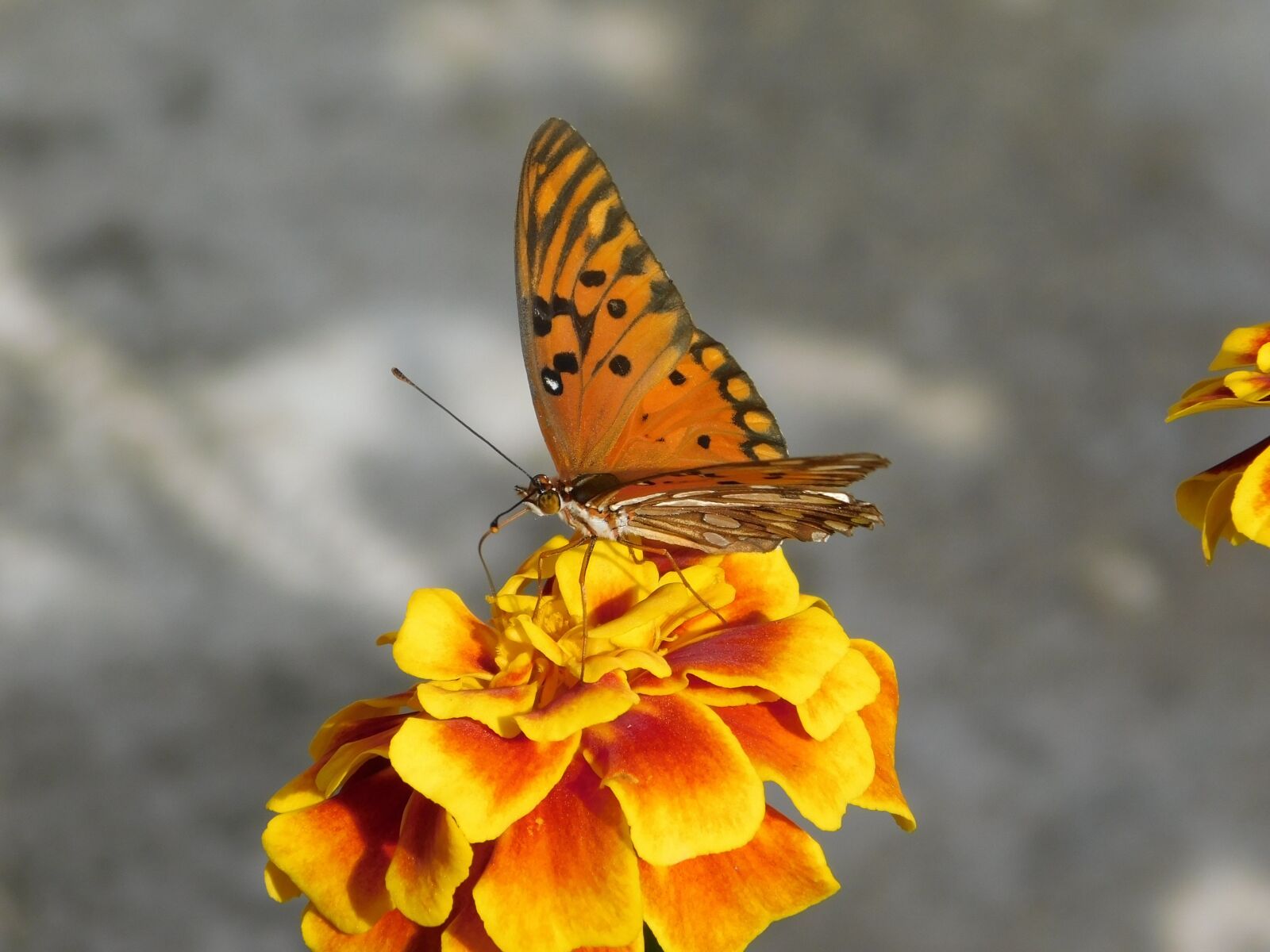 Nikon Coolpix B500 sample photo. Butterfly, garden, flower photography