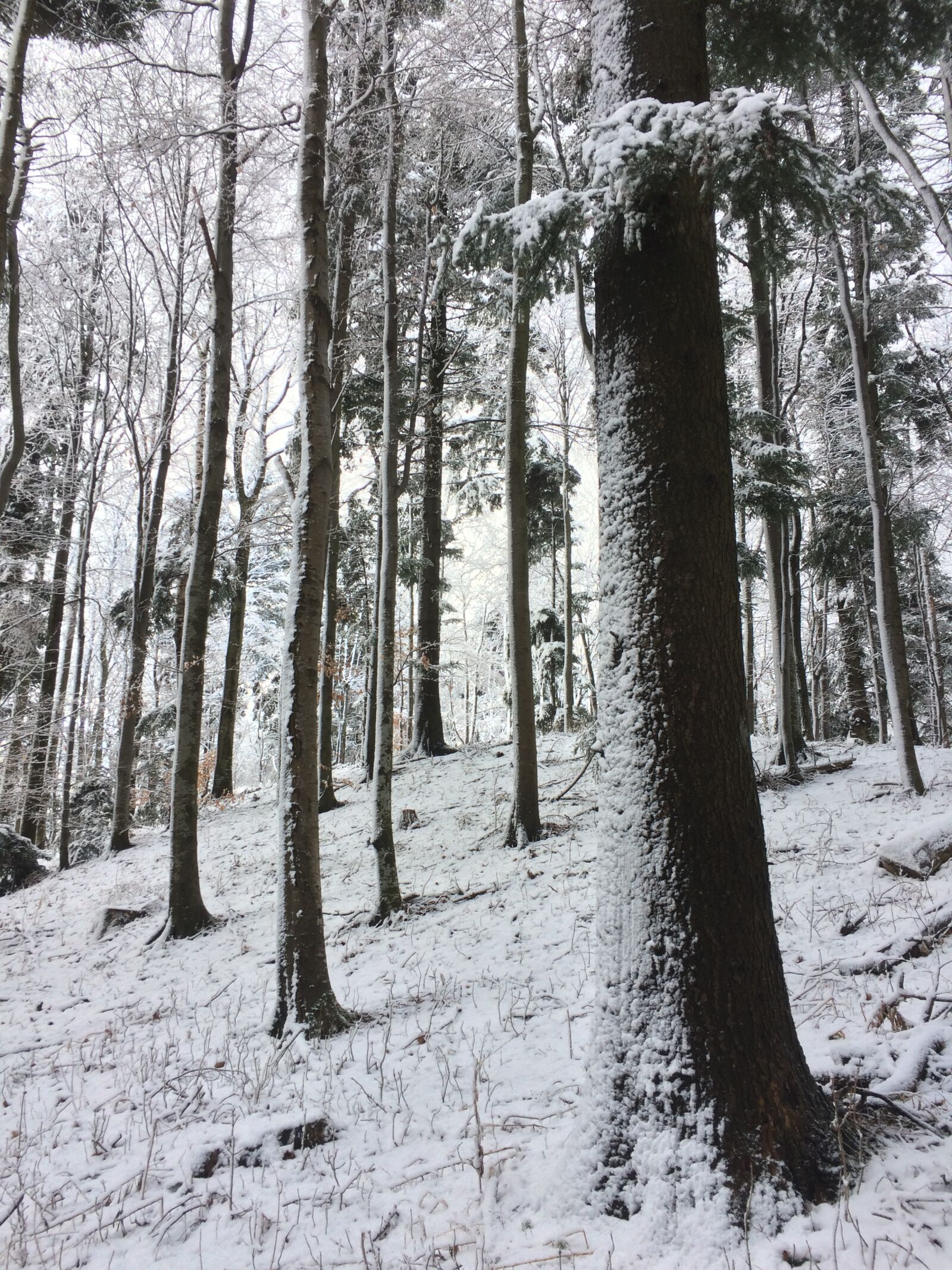 iPhone 5s back camera 4.15mm f/2.2 sample photo. Mountain, medvednica, croatia photography