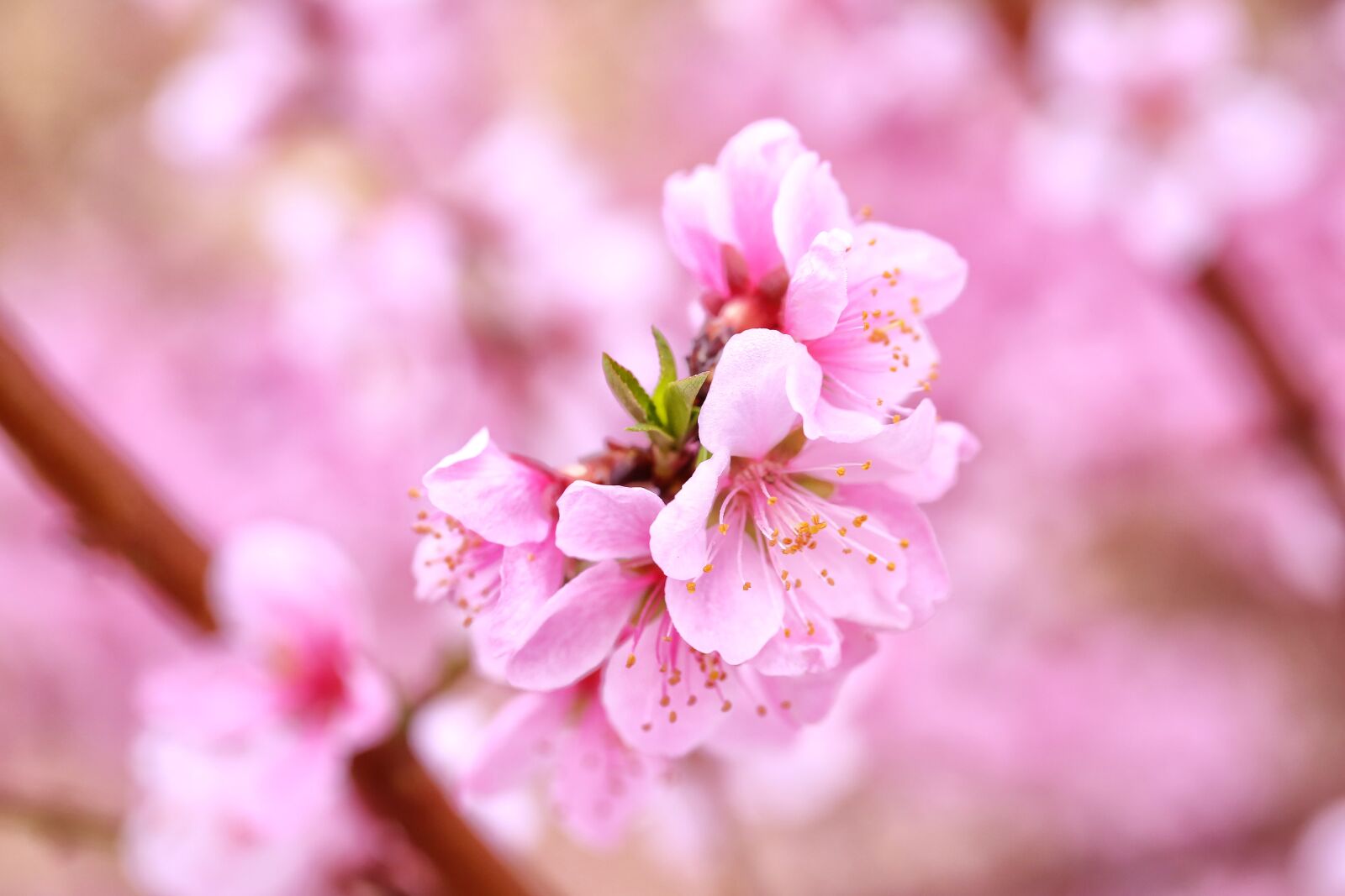 Canon EOS 5D Mark III sample photo. Peach blossom, flowers, spring photography