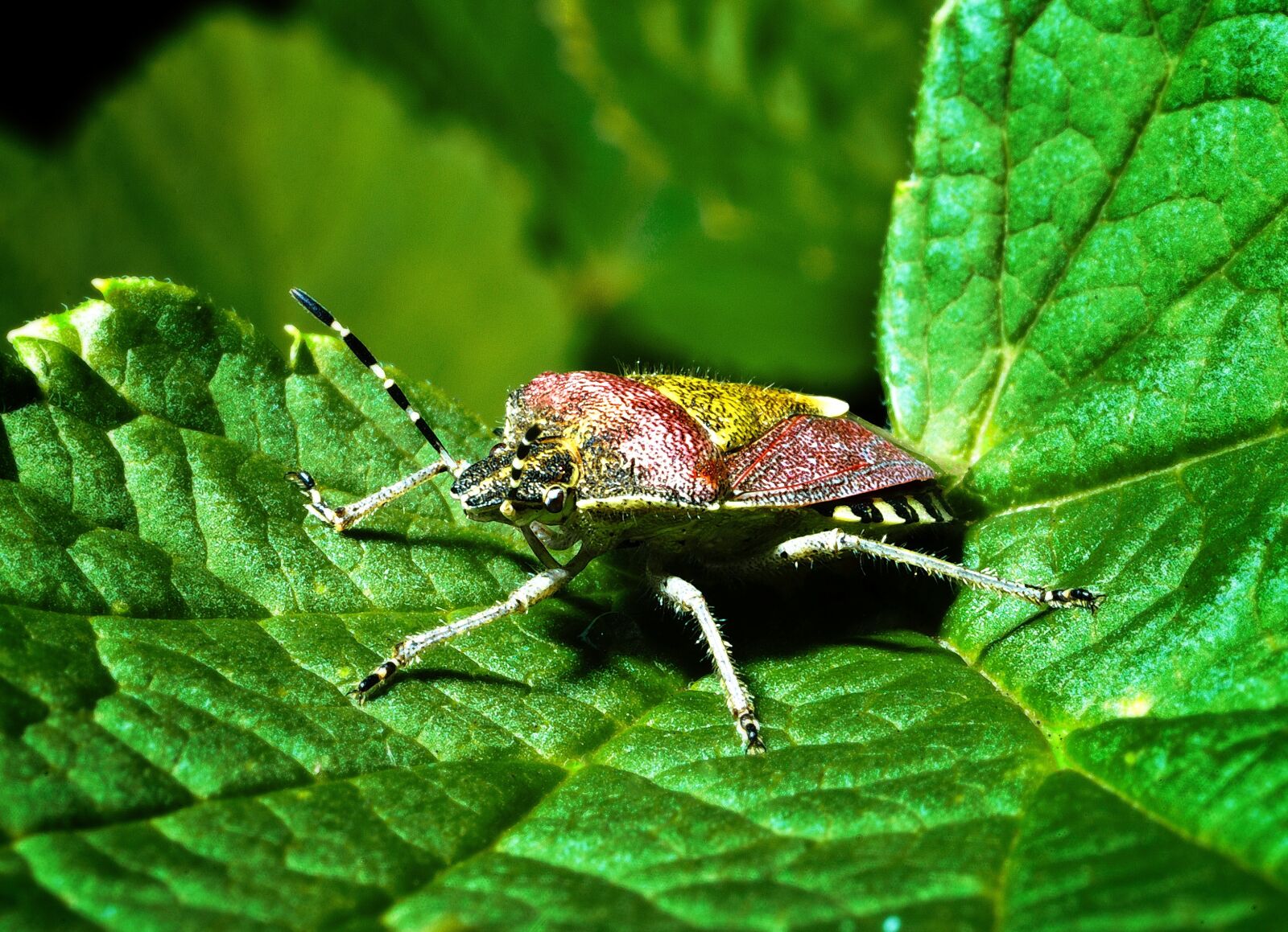 Nikon D80 sample photo. Pluskwiak, insect, macro photography