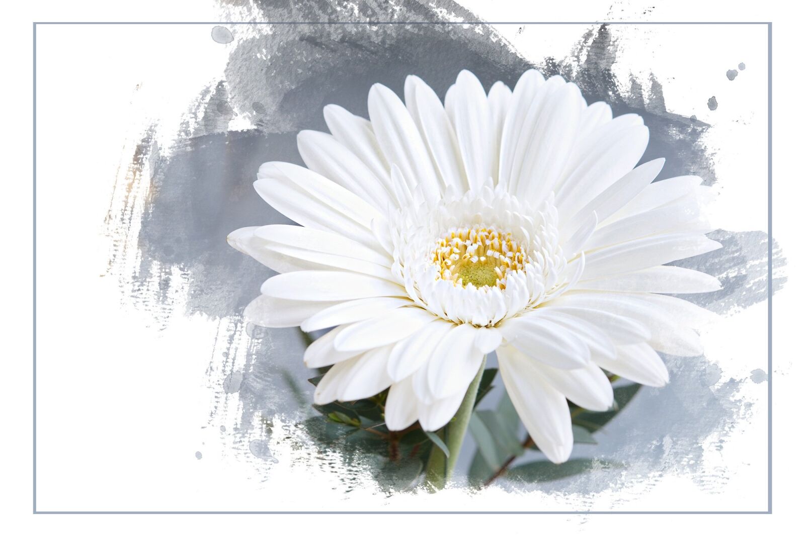 Nikon D7100 sample photo. Gerbera, flower, blossom photography