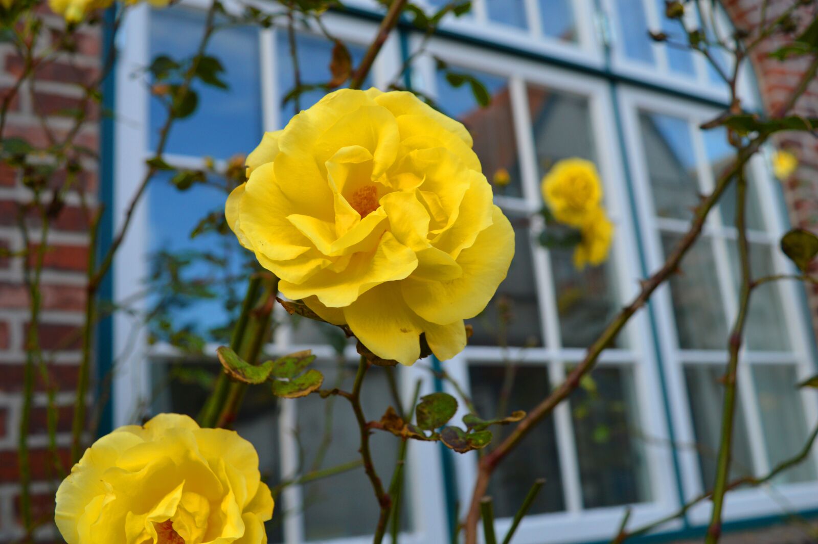 Nikon D3200 sample photo. Rose, yellow, window photography