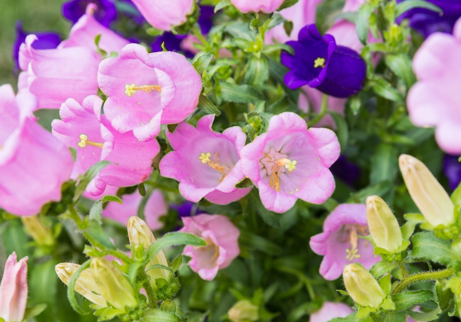 Canon EF 24-70mm F2.8L II USM sample photo. Taiwan, hsinchu jianshi, lavender photography