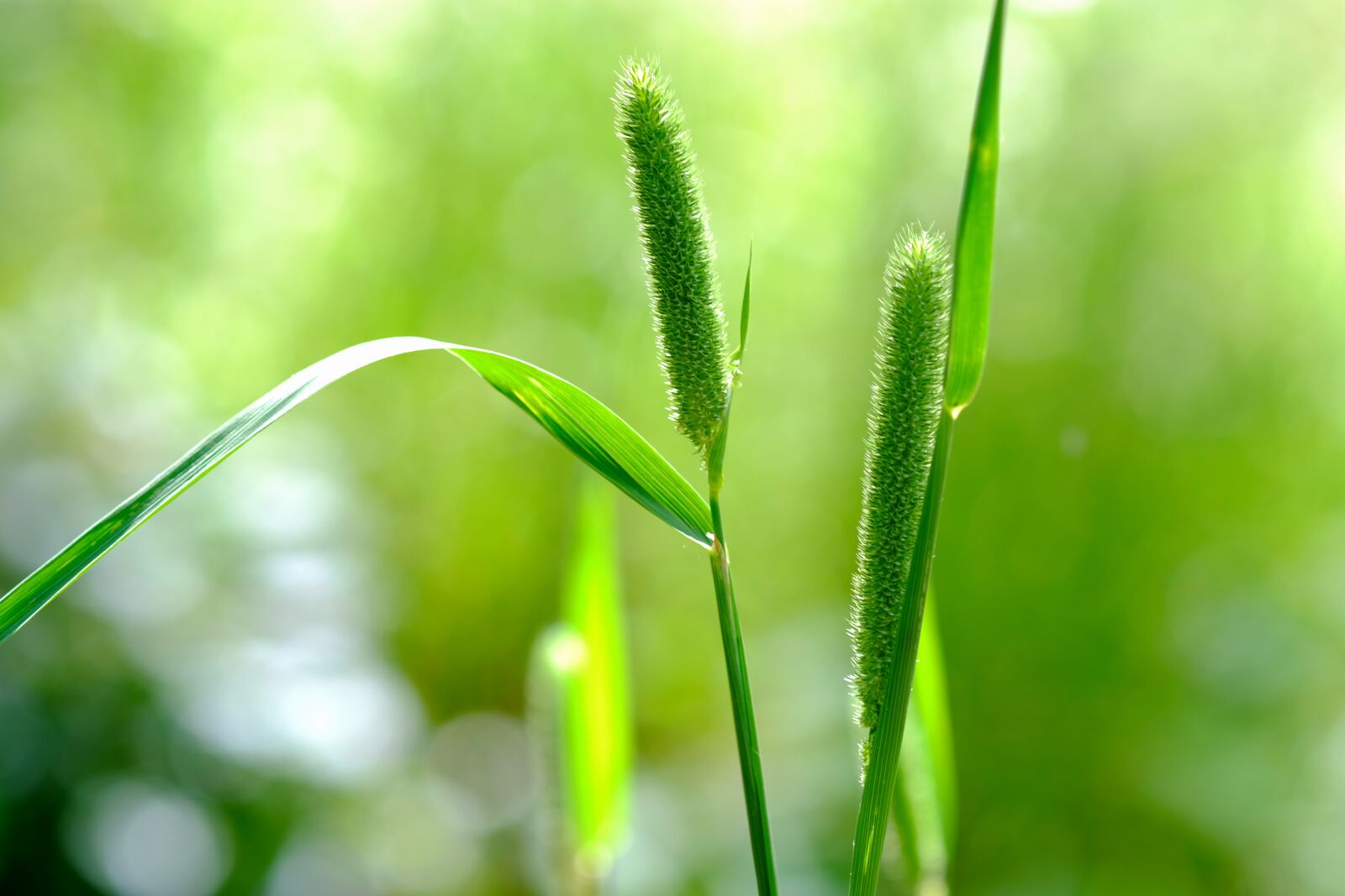 Fujifilm X-T20 sample photo. Millet, wild grasses, forest photography