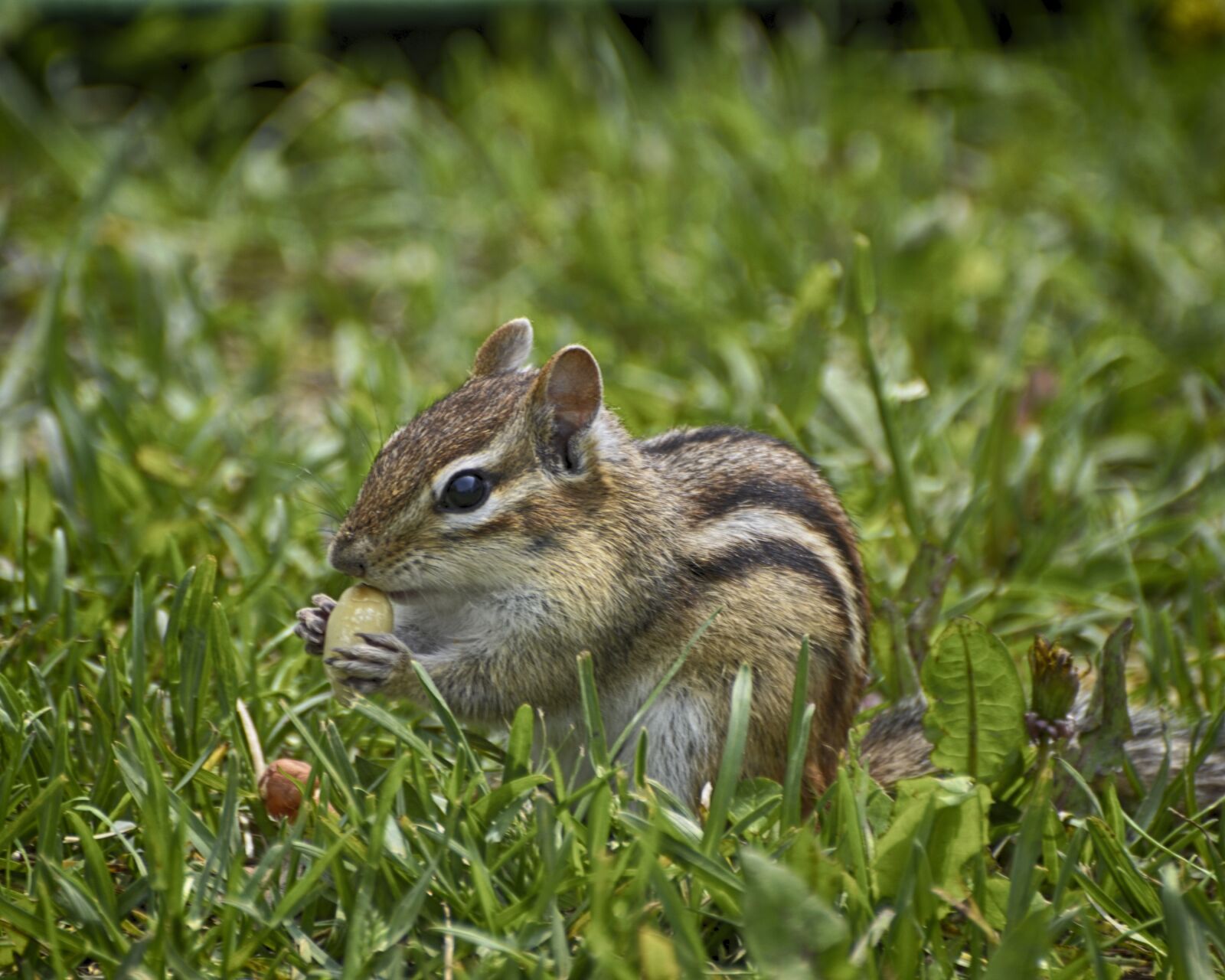 Nikon D7000 sample photo. Hungry chipmunk, green grass photography