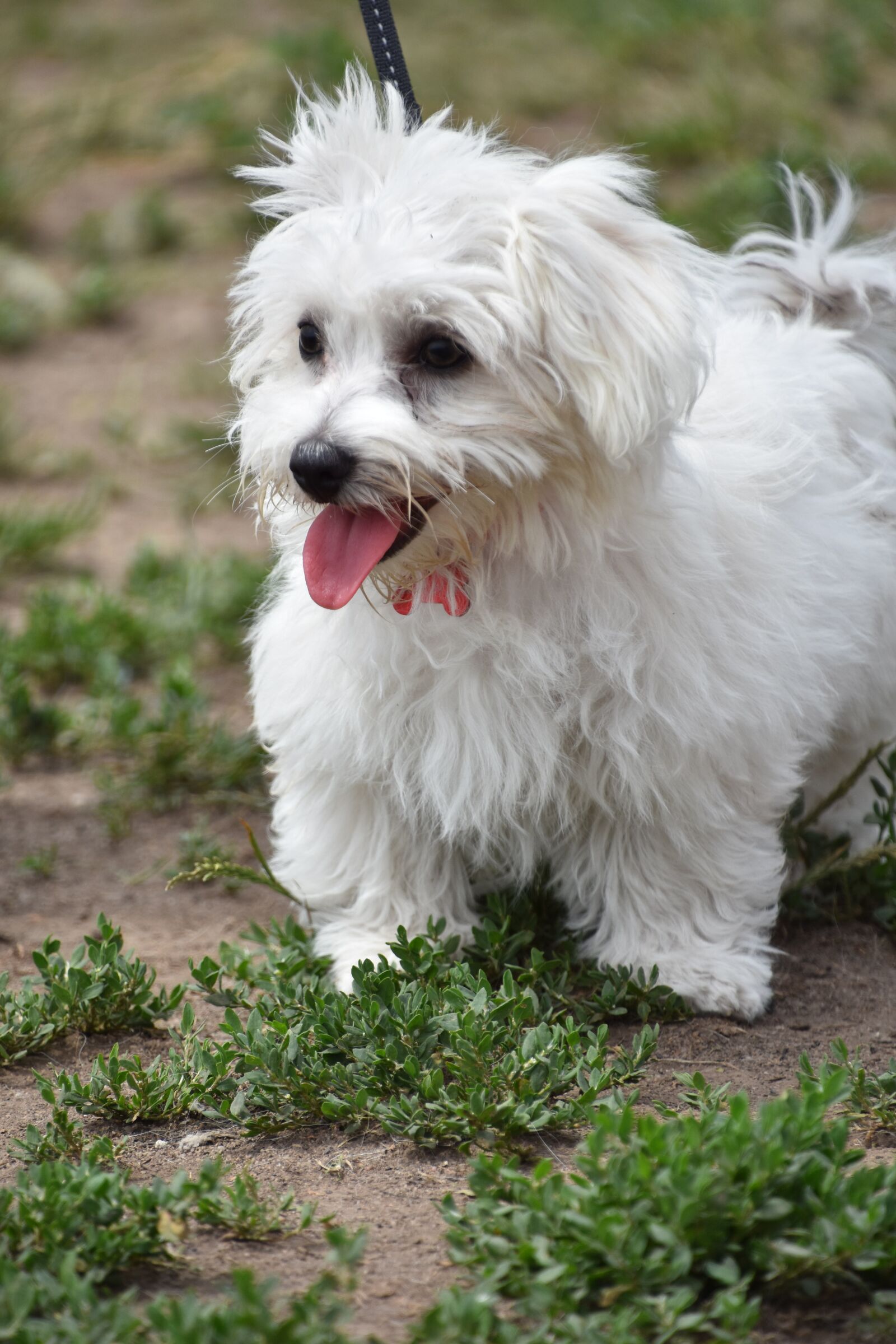 Nikon D7200 sample photo. Dog, puppy, pet photography