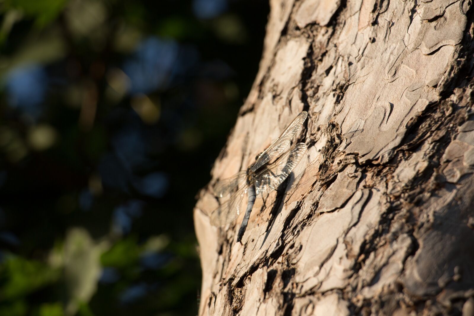 Canon EOS 700D (EOS Rebel T5i / EOS Kiss X7i) sample photo. Great blaupfeil, dragonfly, insect photography