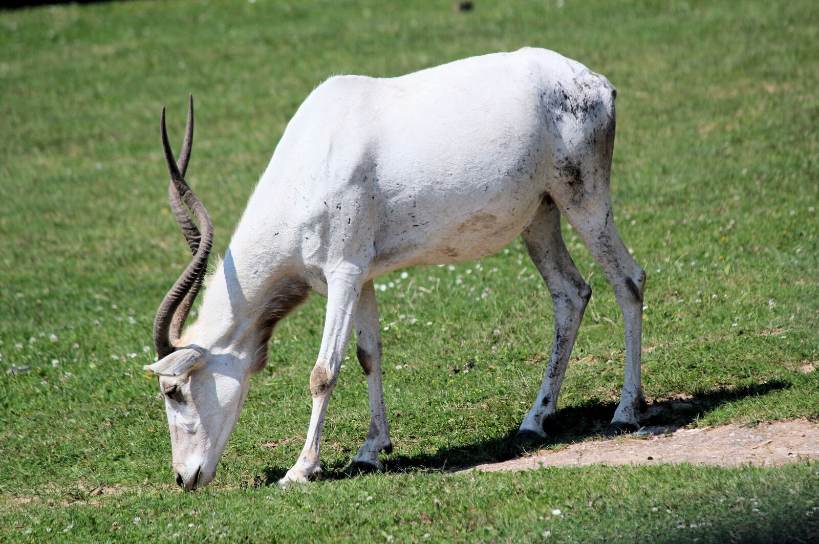 Canon EOS 550D (EOS Rebel T2i / EOS Kiss X4) sample photo. Addax, the antelope, nubian photography