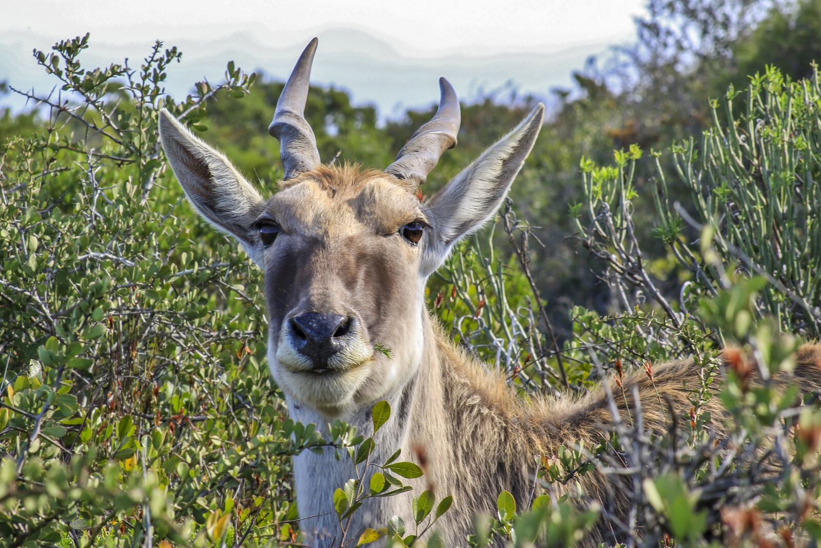 Canon EOS 100D (EOS Rebel SL1 / EOS Kiss X7) + Canon EF 75-300mm f/4-5.6 sample photo. Eland, wild, africa photography