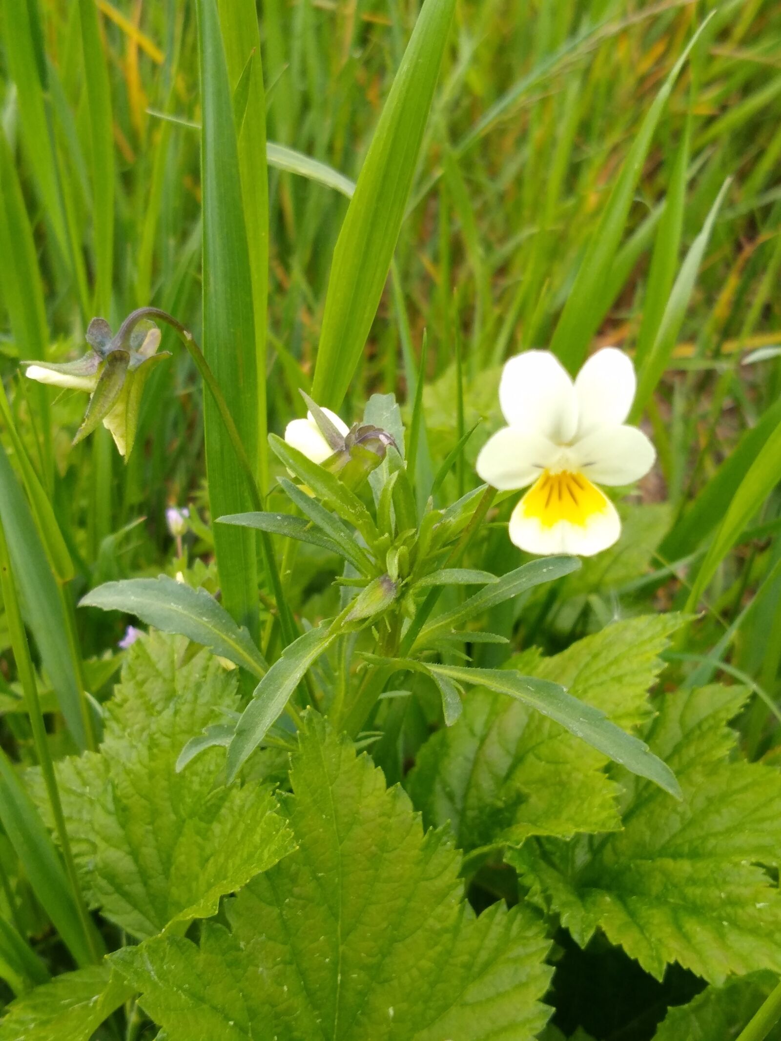 Motorola moto g(8) plus sample photo. Pansy, park, meadow photography