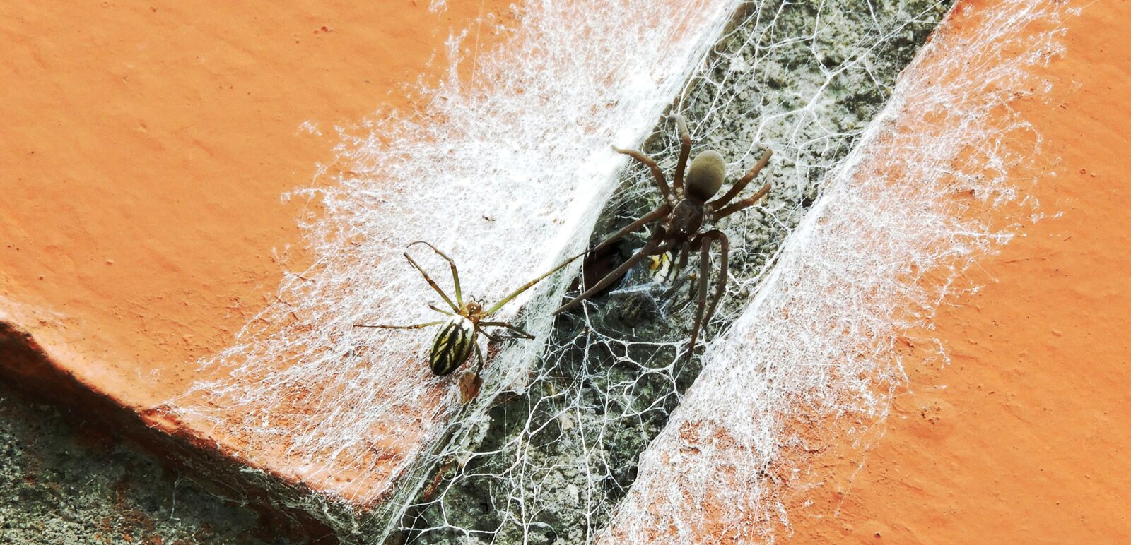 Nikon Coolpix B700 sample photo. Insects, arachnid spiders, spiders photography