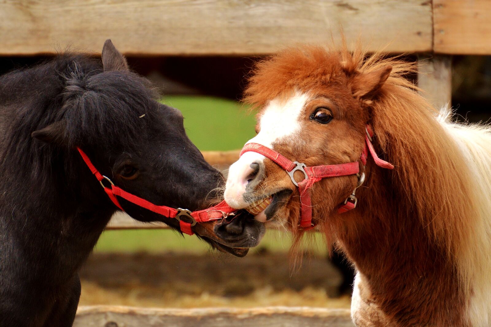 Nikon D3200 sample photo. Ponies, horses, play photography