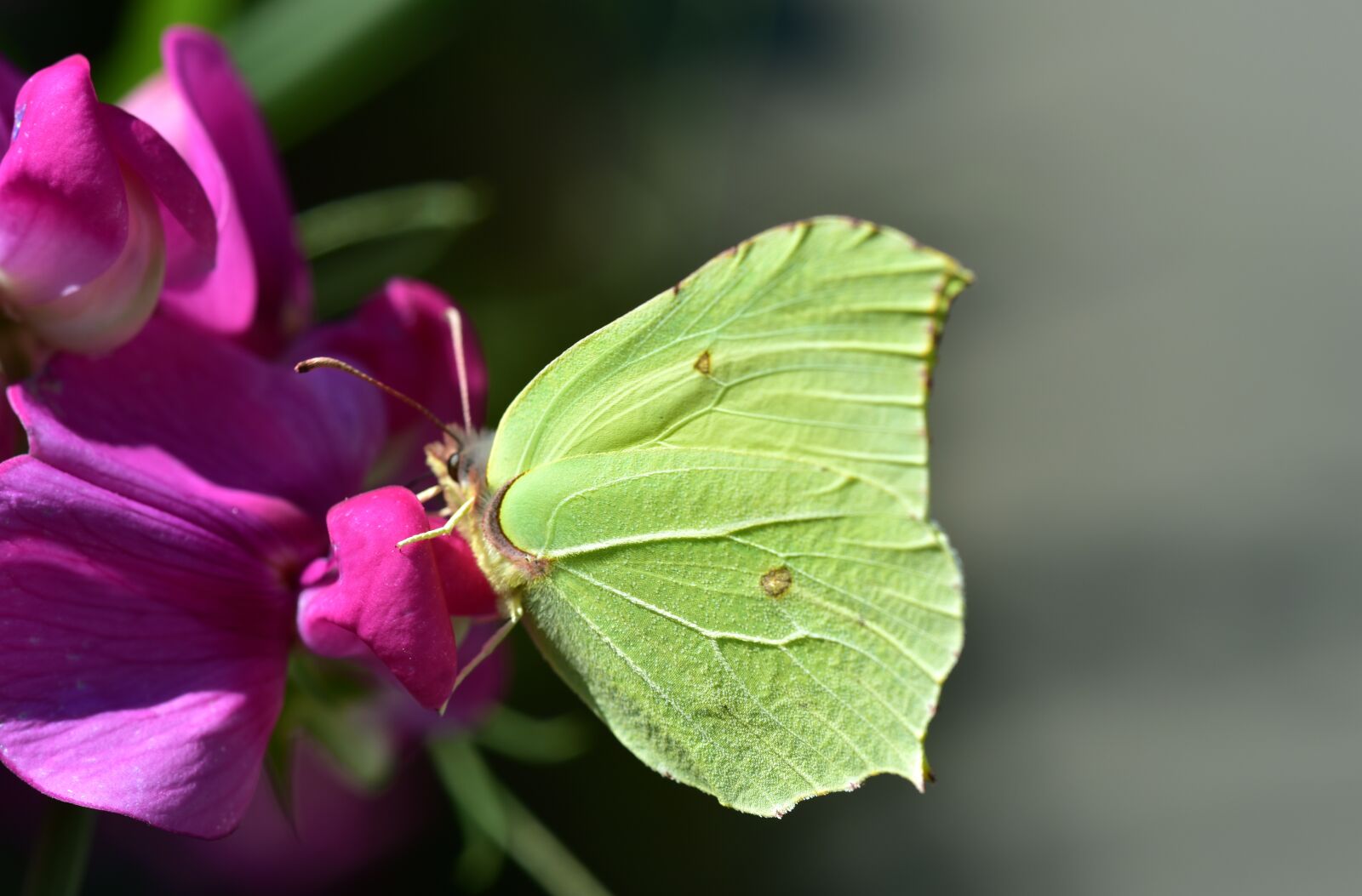 Nikon D750 sample photo. Butterfly, close up, green photography