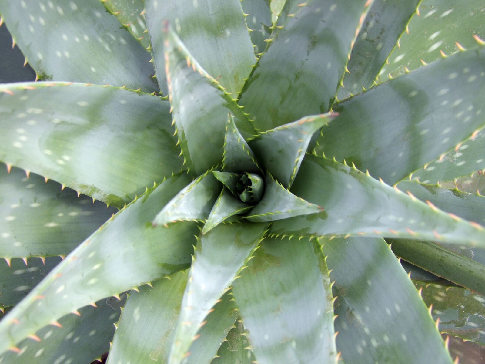 Fujifilm FinePix S100fs sample photo. Aloe vera, flower, green photography