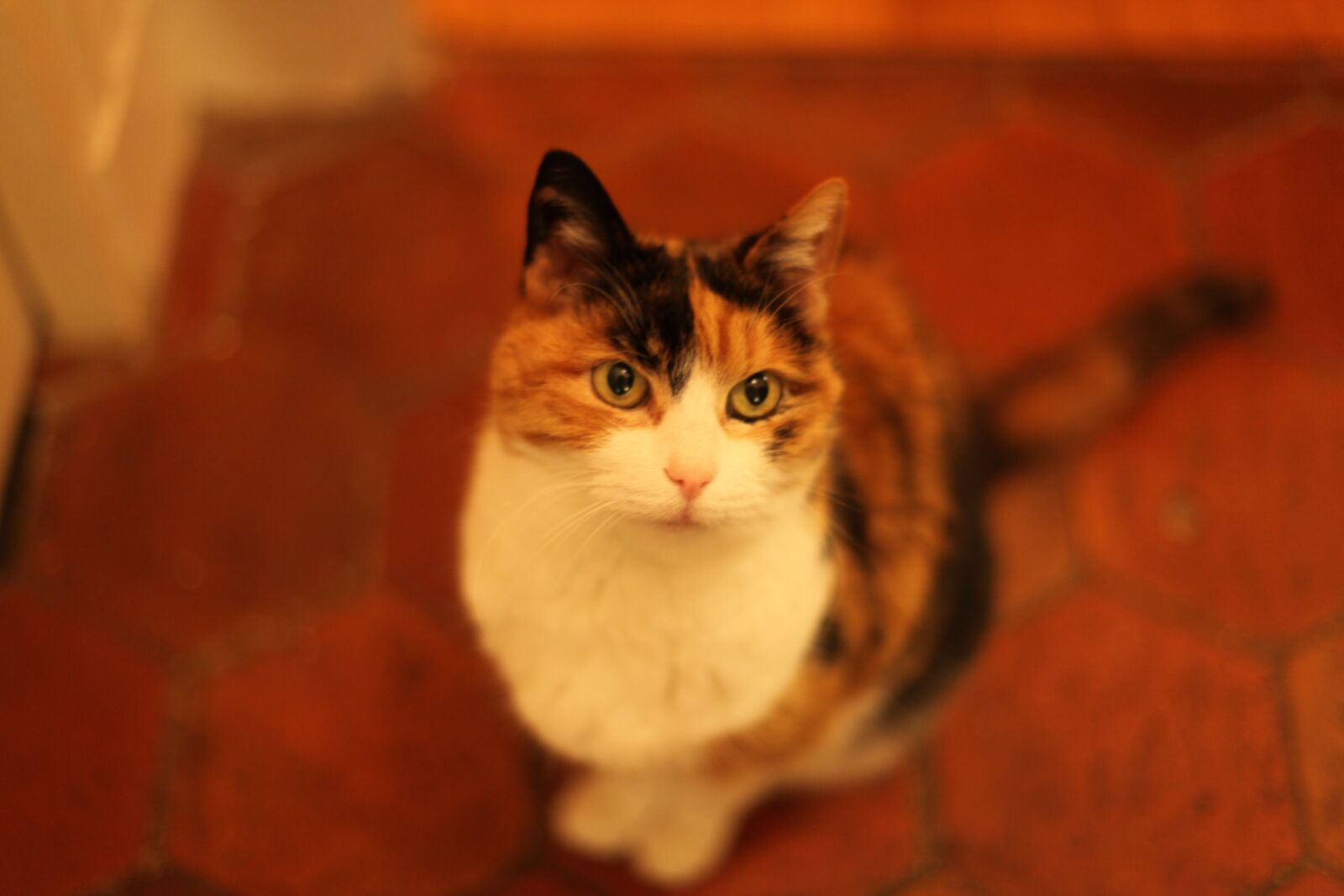 Canon EOS 5D Mark II sample photo. Cat, animals, head photography
