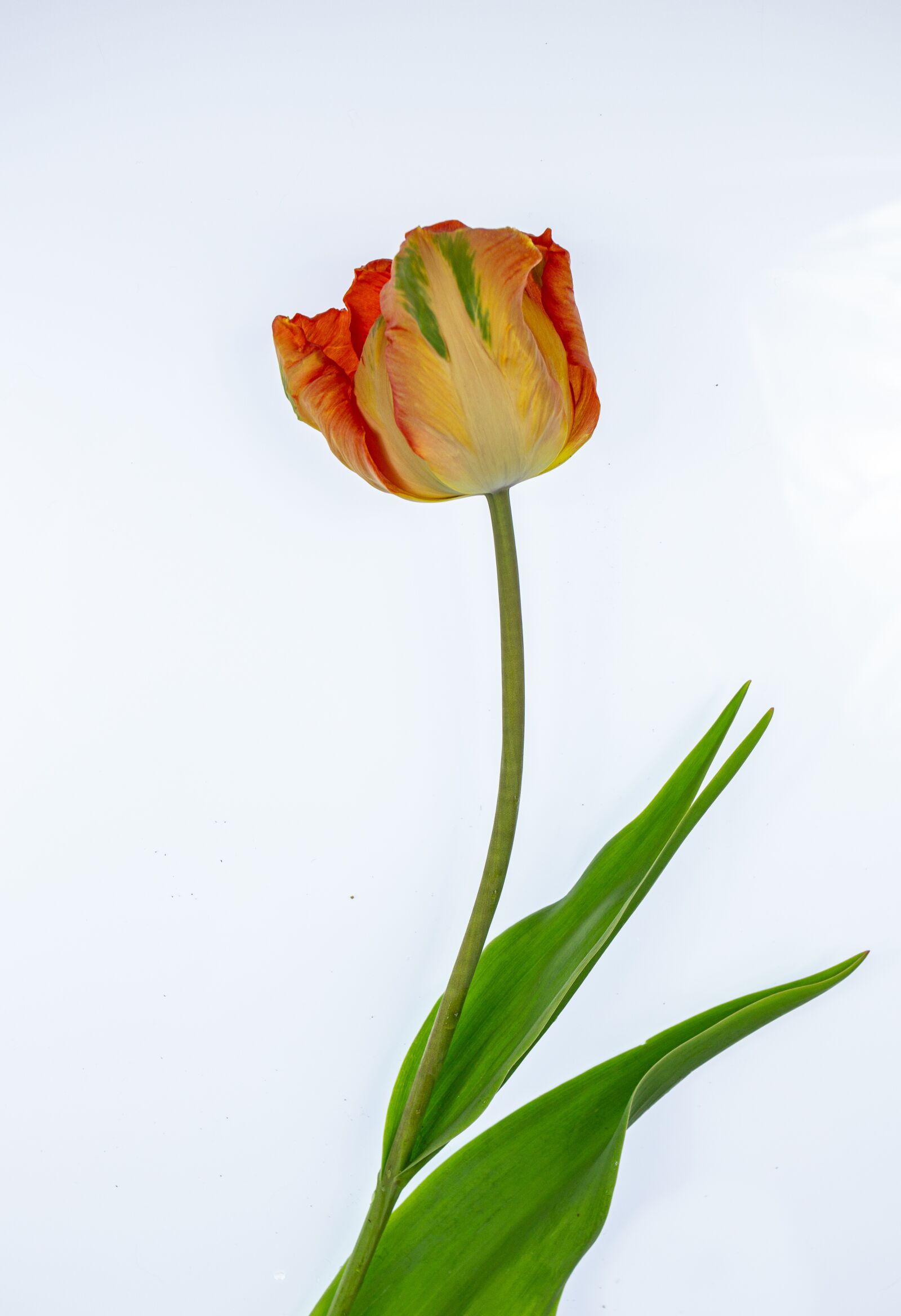 Canon EOS 5D Mark III + Canon EF 17-40mm F4L USM sample photo. Tulip, orange, easter flowers photography