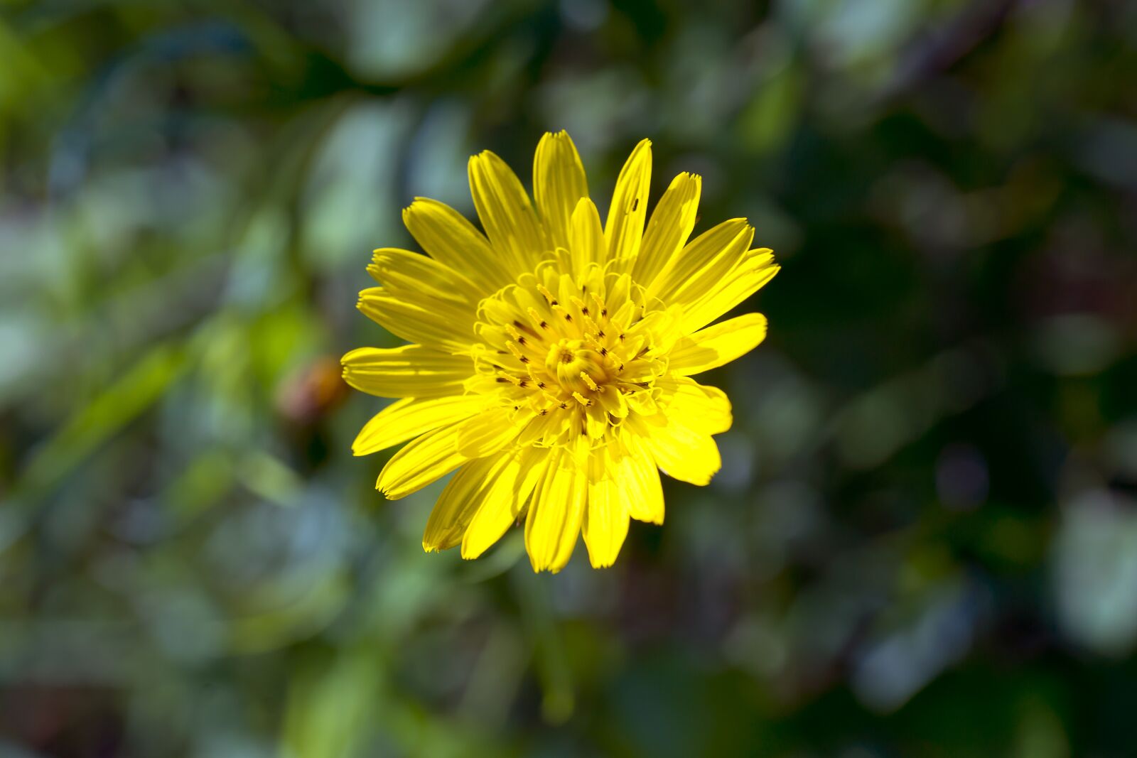 Sony Alpha DSLR-A850 sample photo. Nature, flower, summer photography