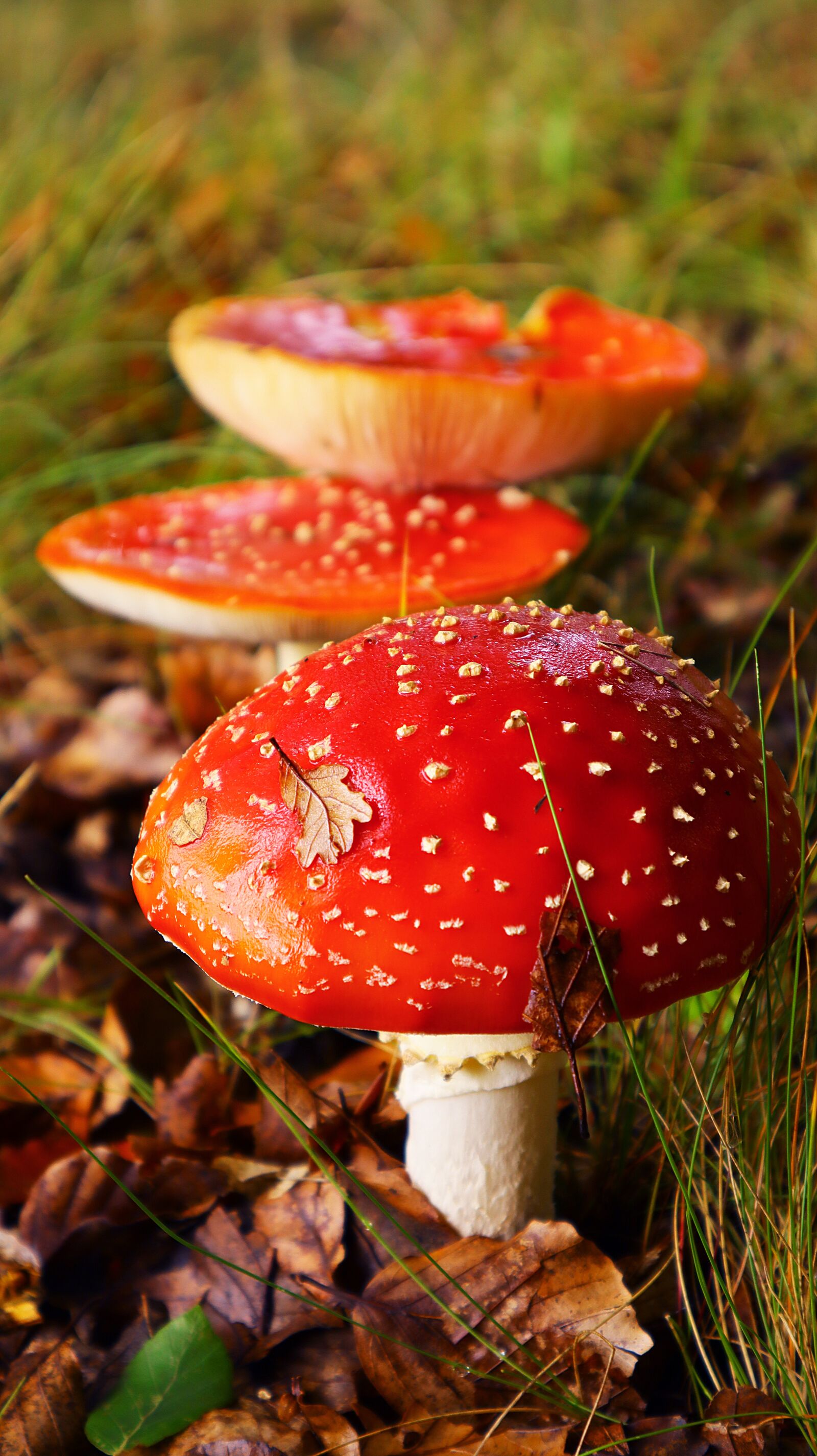 Canon EF-M 15-45mm F3.5-6.3 IS STM sample photo. Mushrooms, forest, nature photography
