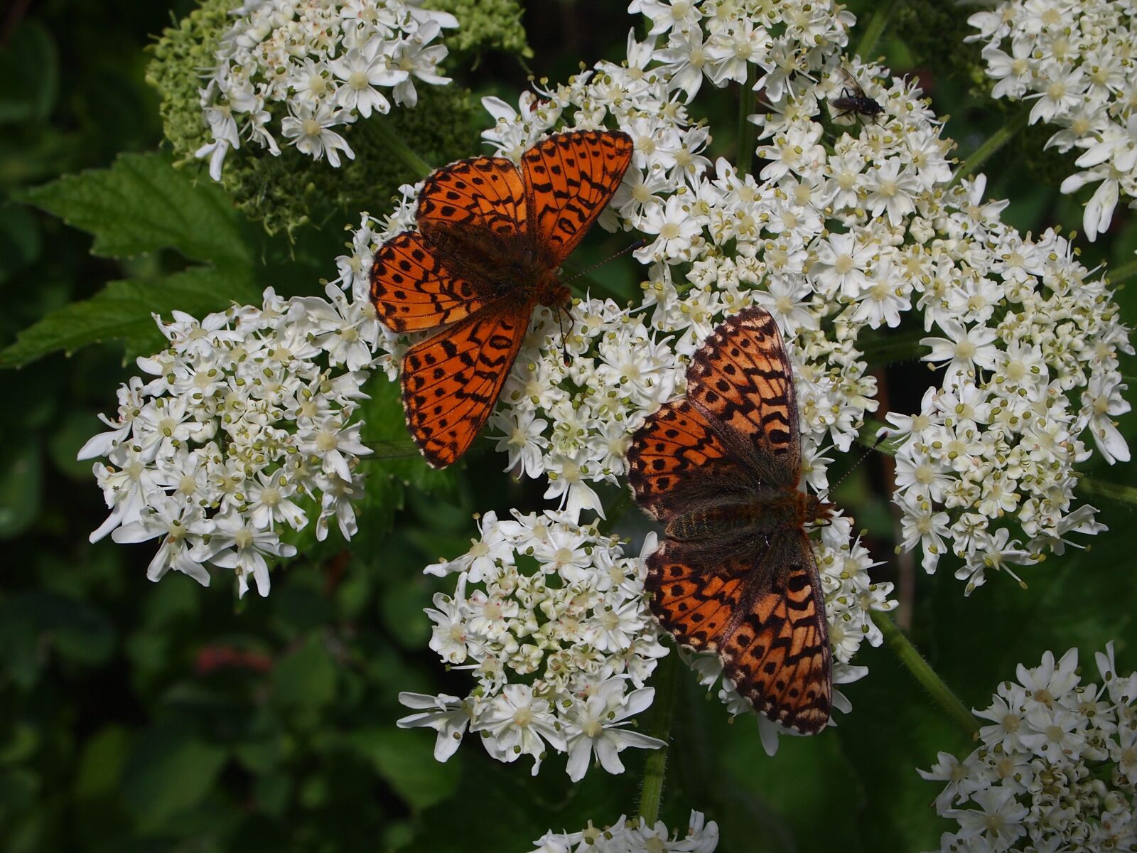 Olympus PEN E-PL1 sample photo. Butterfly, butterflies, fritillary photography
