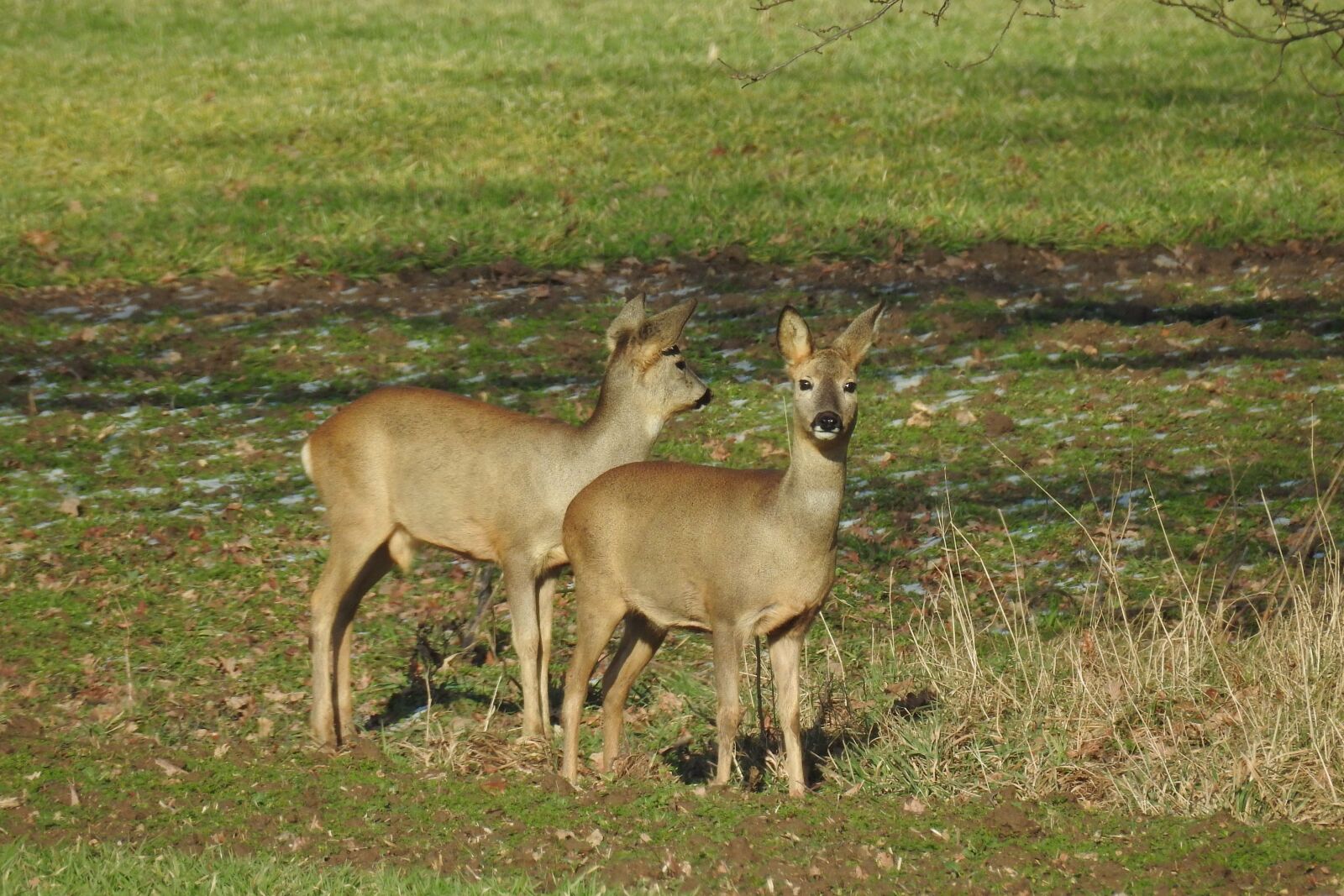 Nikon Coolpix P900 sample photo. Deer, fallow deer, wild photography