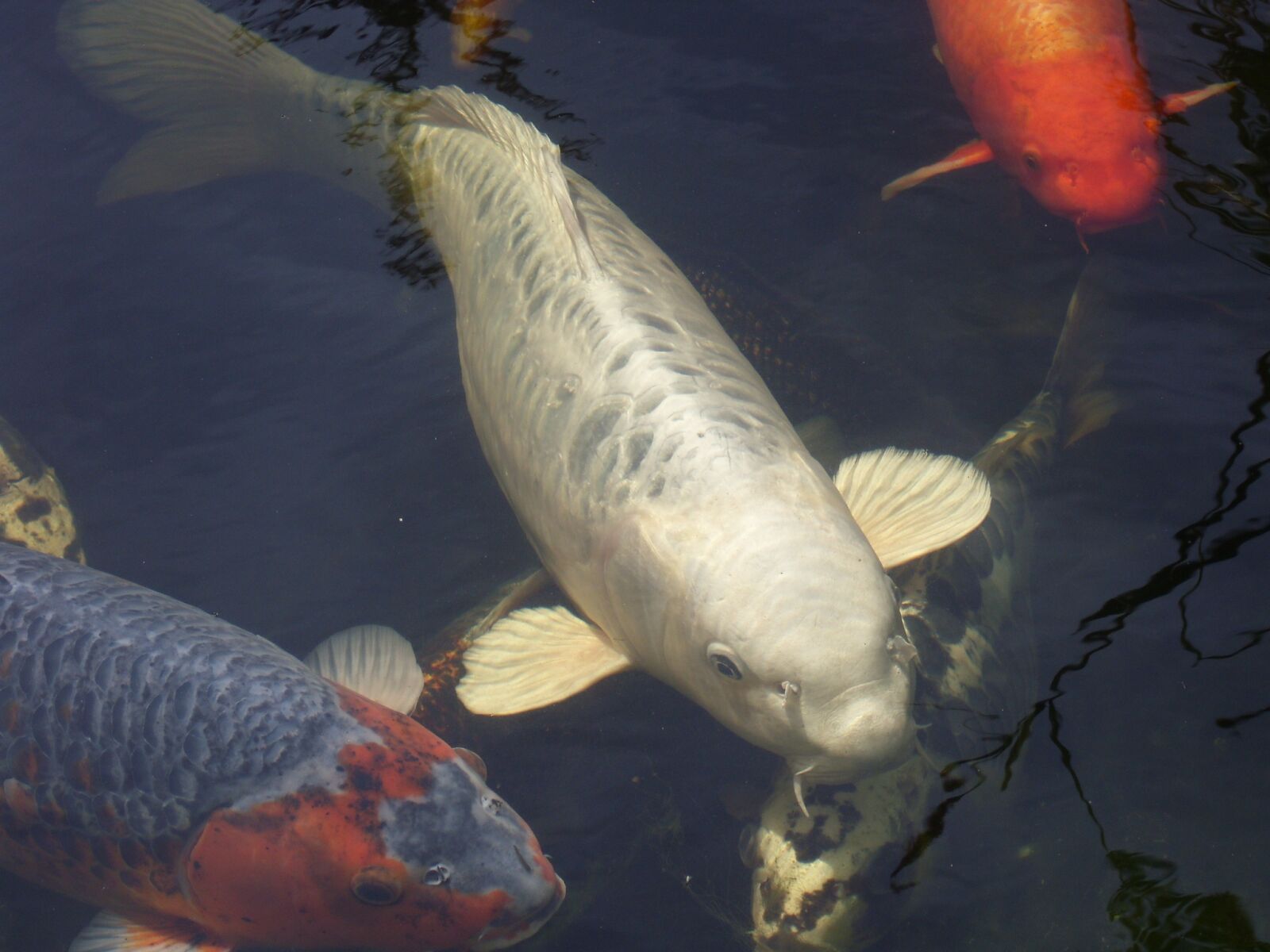 MEDION MD85863 sample photo. Koi, koi pond, water photography