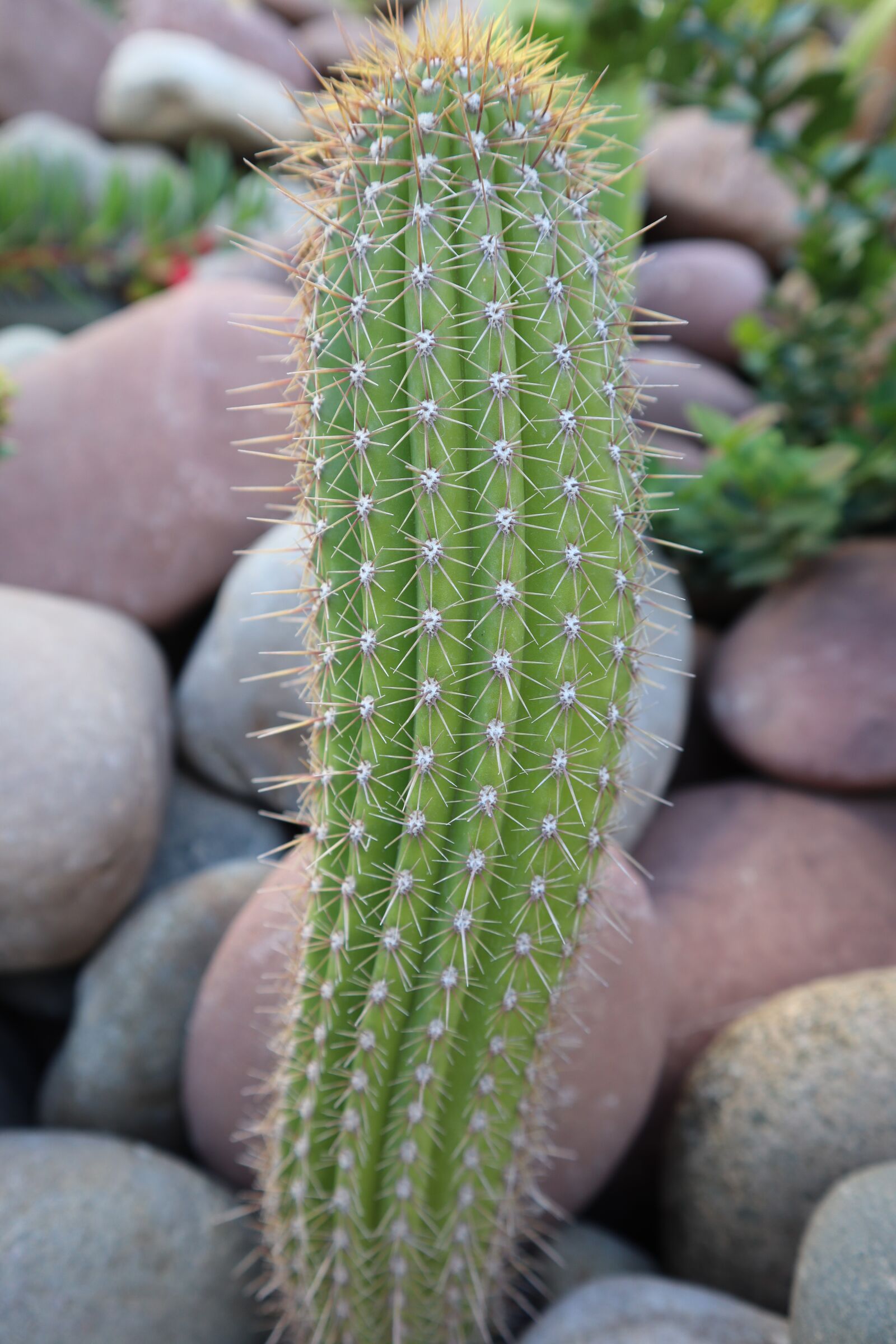 Canon EOS M50 (EOS Kiss M) sample photo. Cactus, garden, green photography