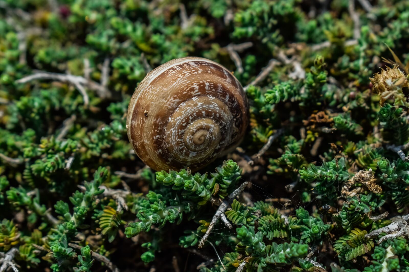 Nikon D3300 sample photo. Shell, snail, nature photography