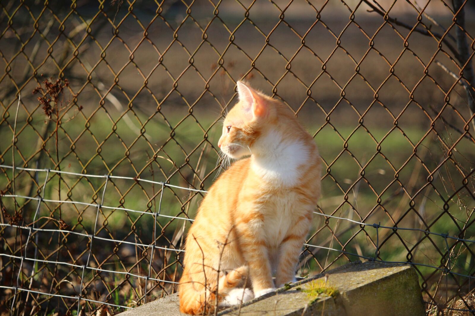 Canon EOS 100D (EOS Rebel SL1 / EOS Kiss X7) sample photo. Cat, kitten, mackerel photography